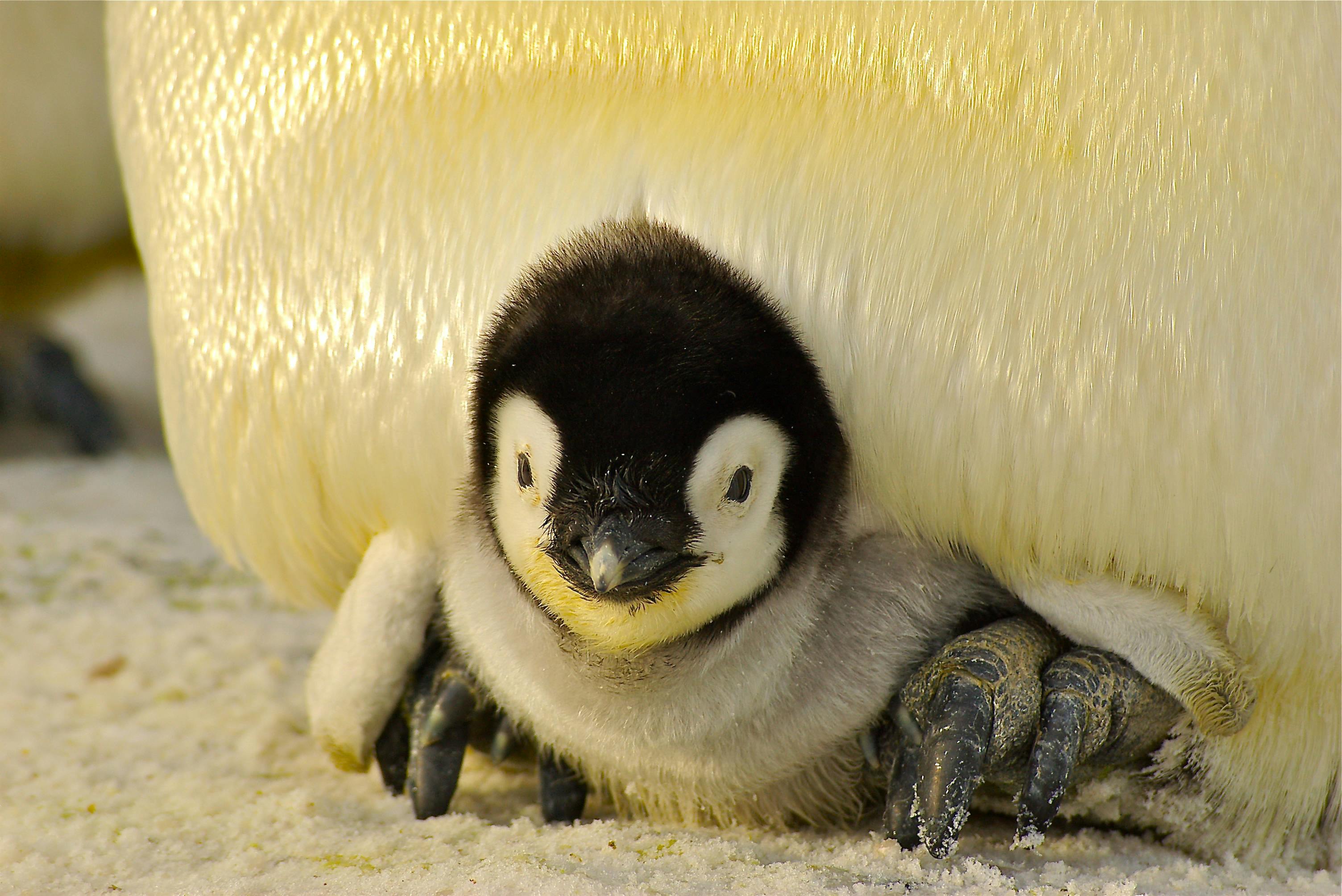 Emperor Penguin Photo, Download