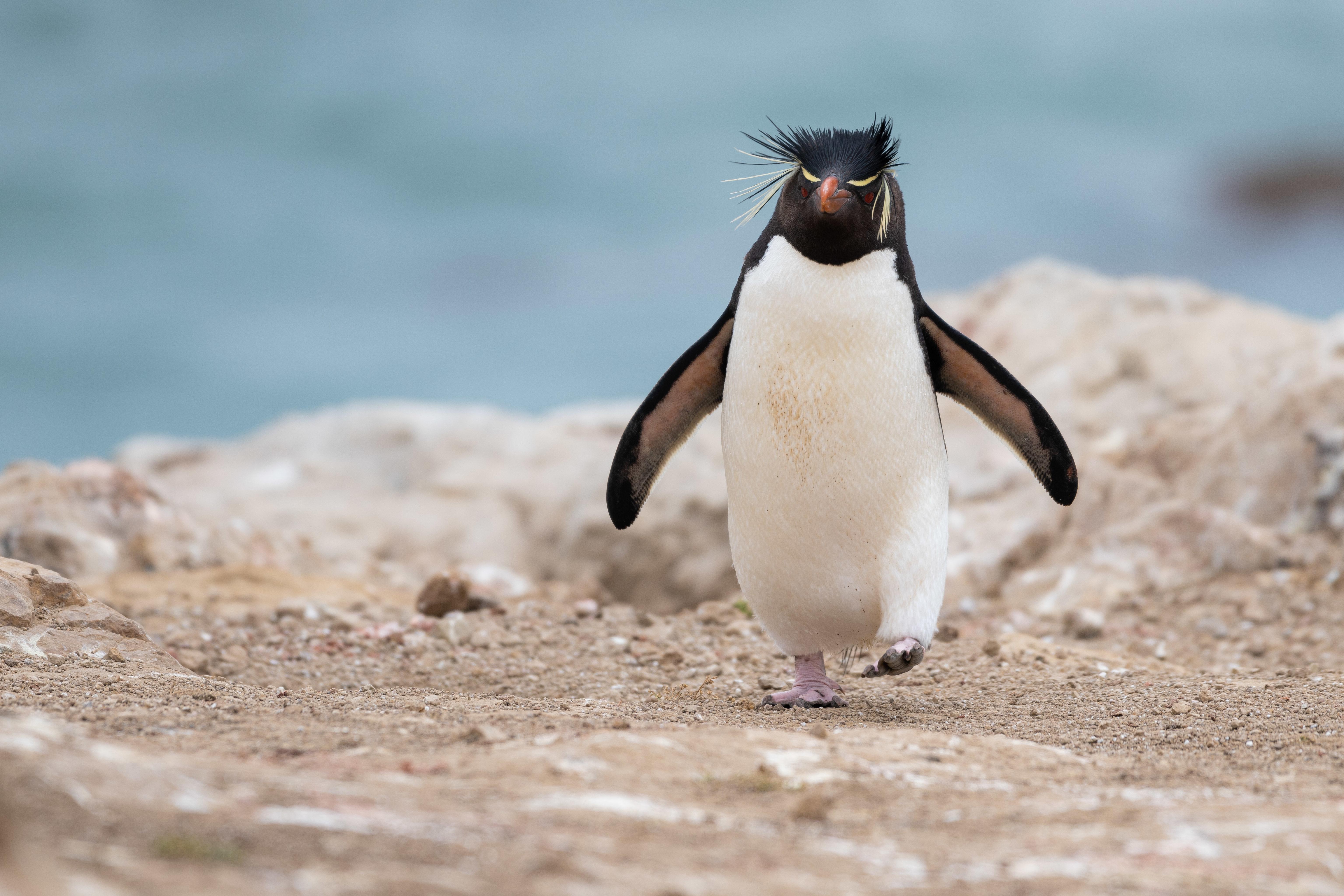 Rockhopper Penguin 4k Wallpaper