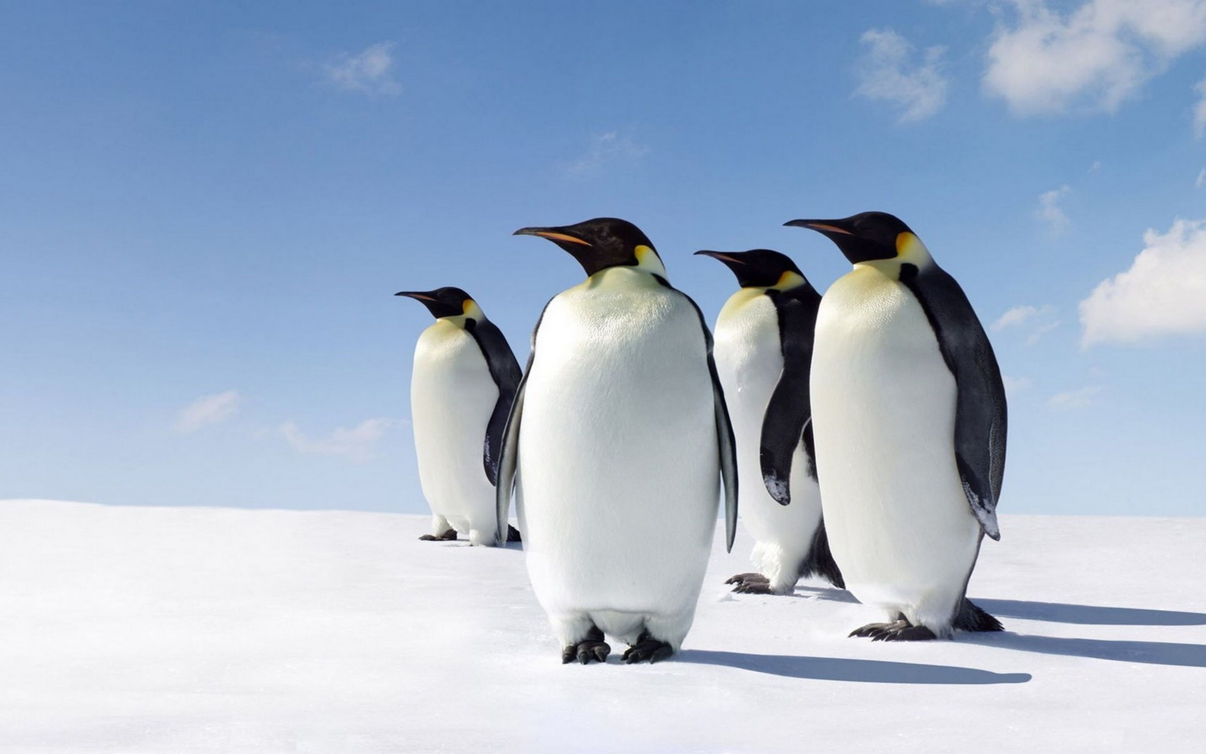 Penguins Morning Sun Antarctica Desktop