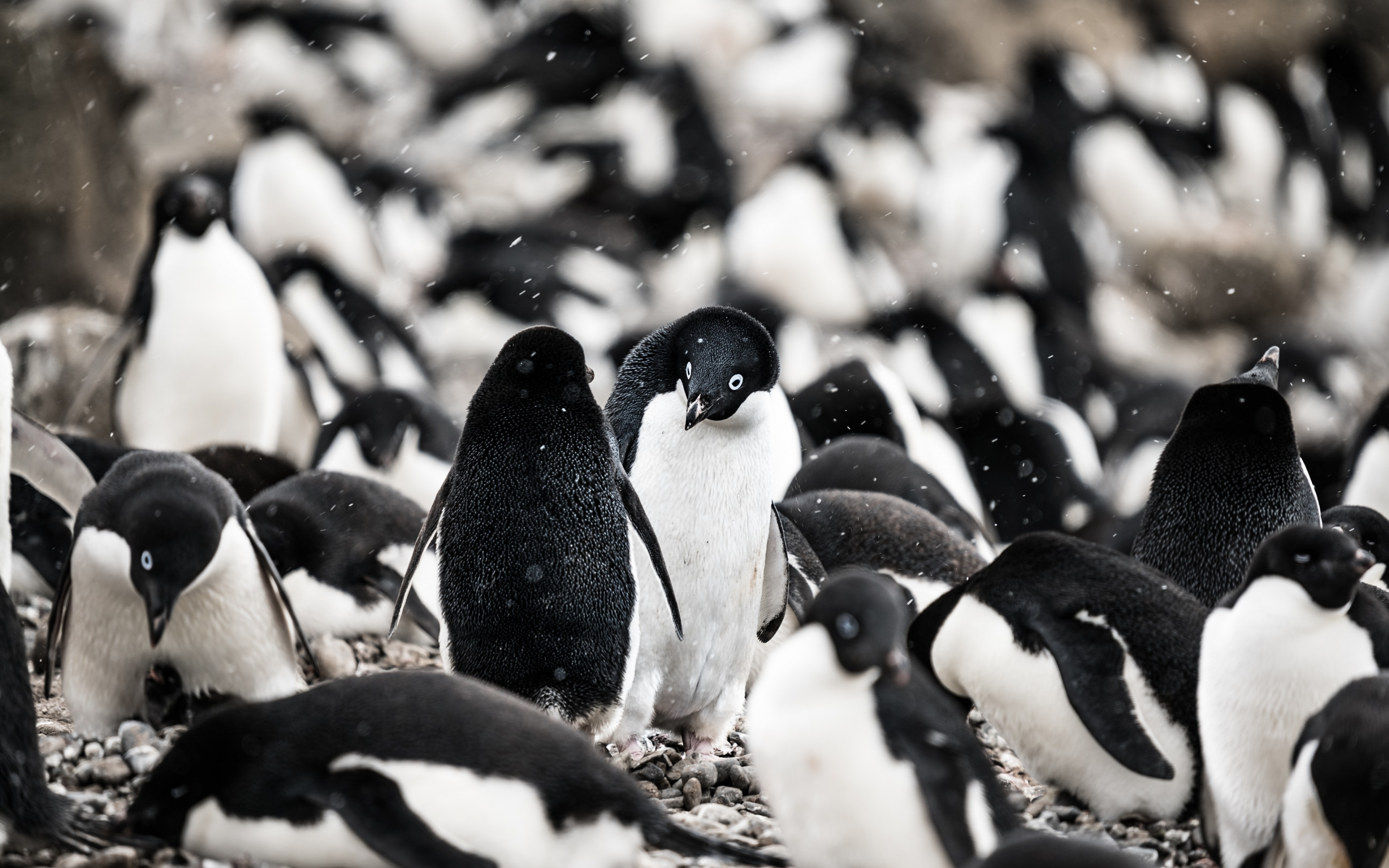 Download wallpaper 3840x2400 penguin