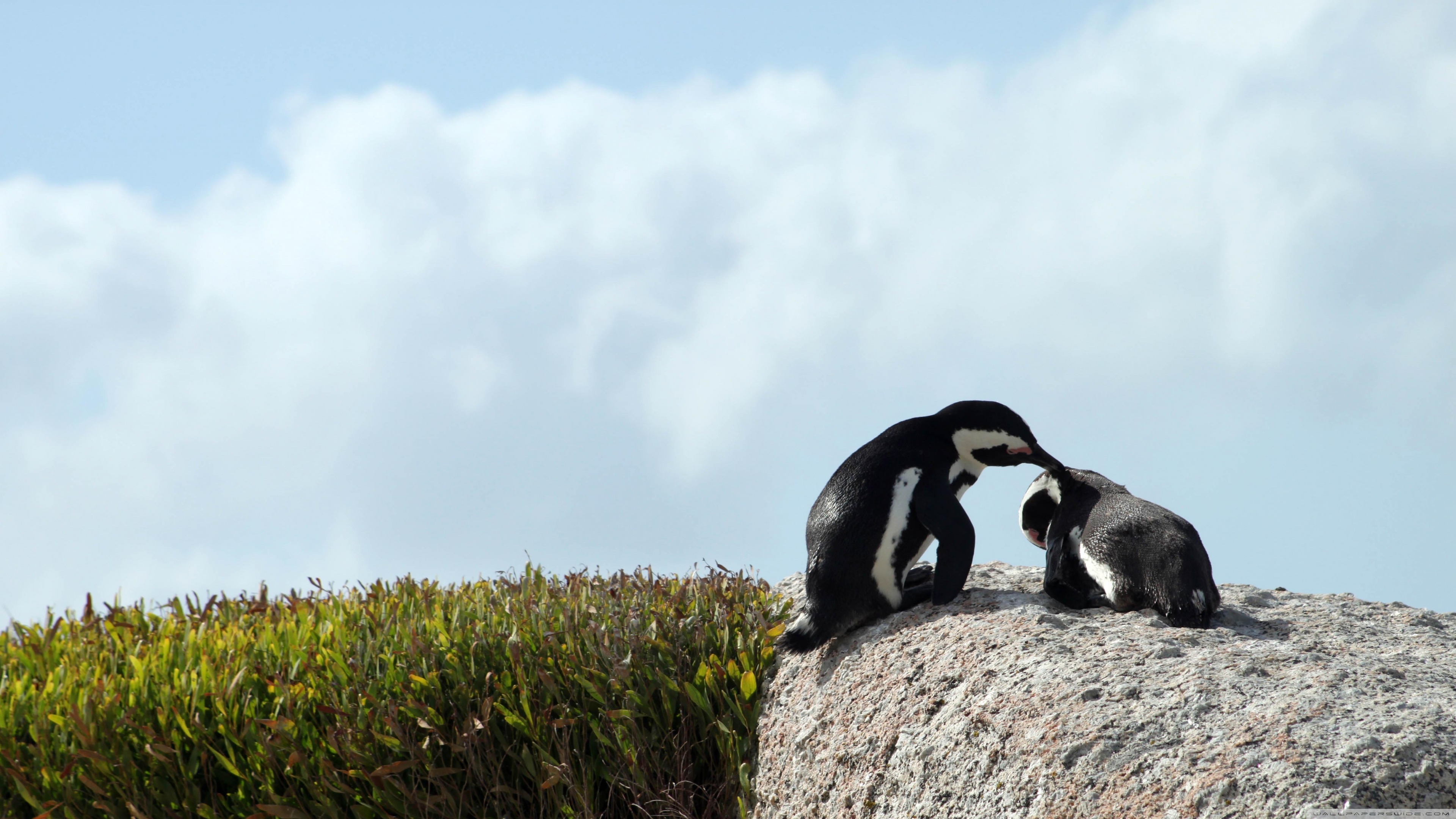 Penguins Ultra HD Desktop Background