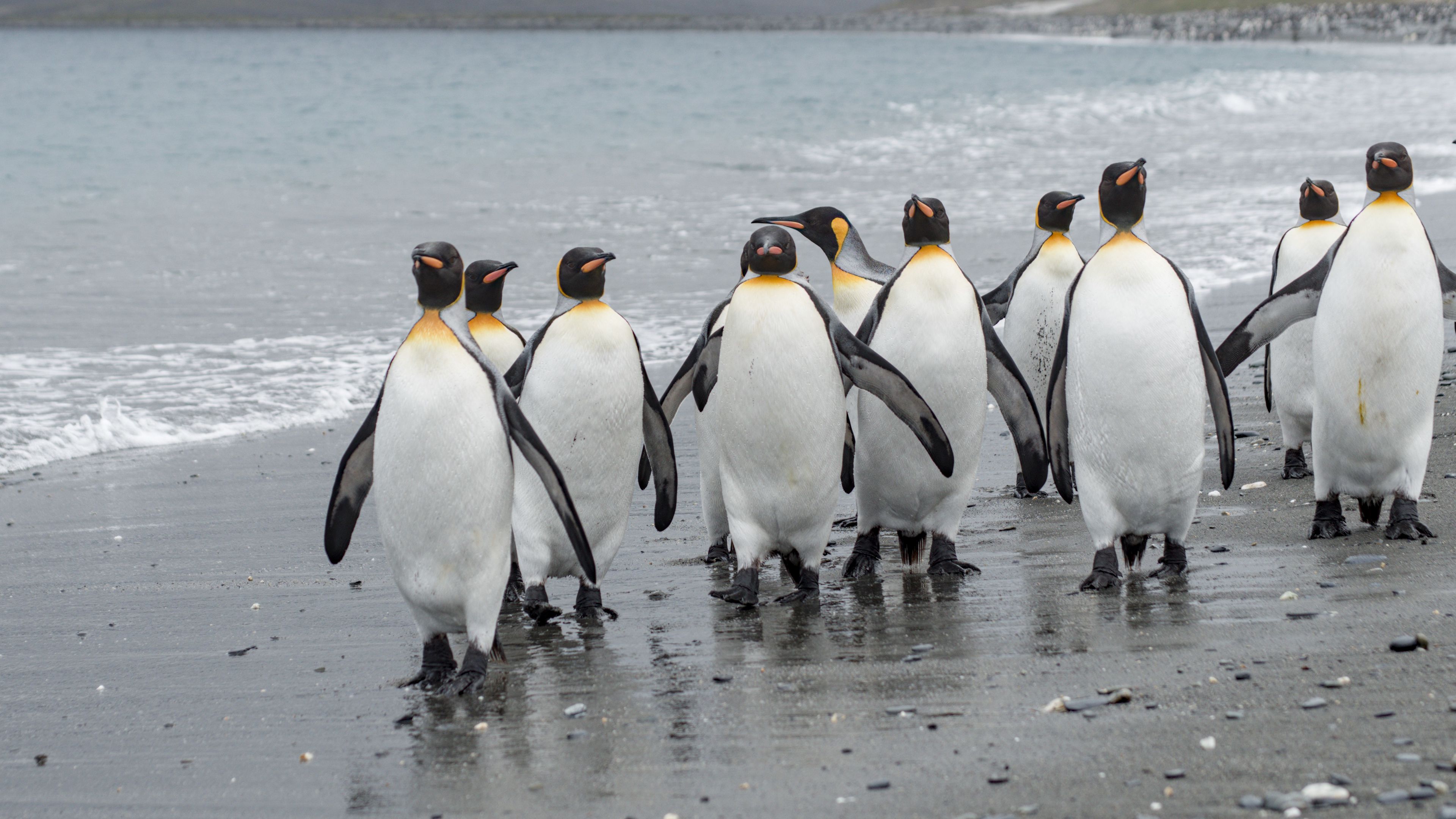 Download wallpaper 3840x2160 penguins