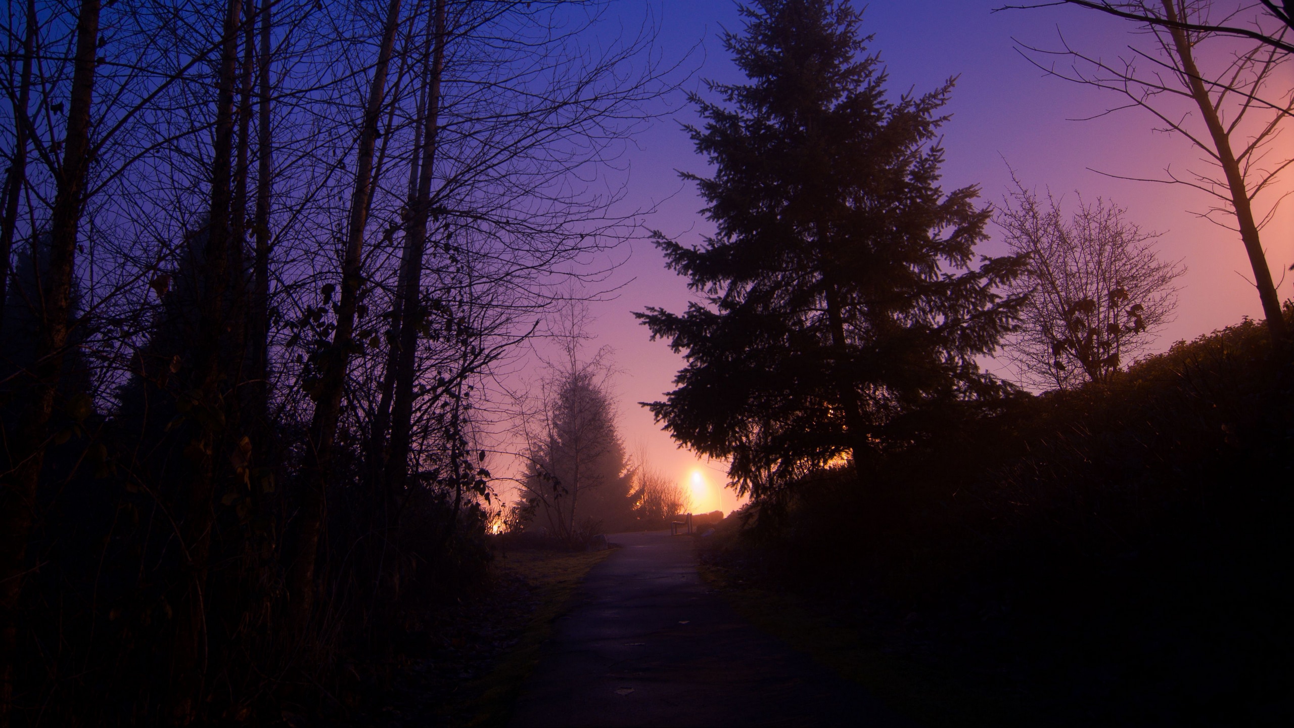 night, forest, fog, path, trees, sky
