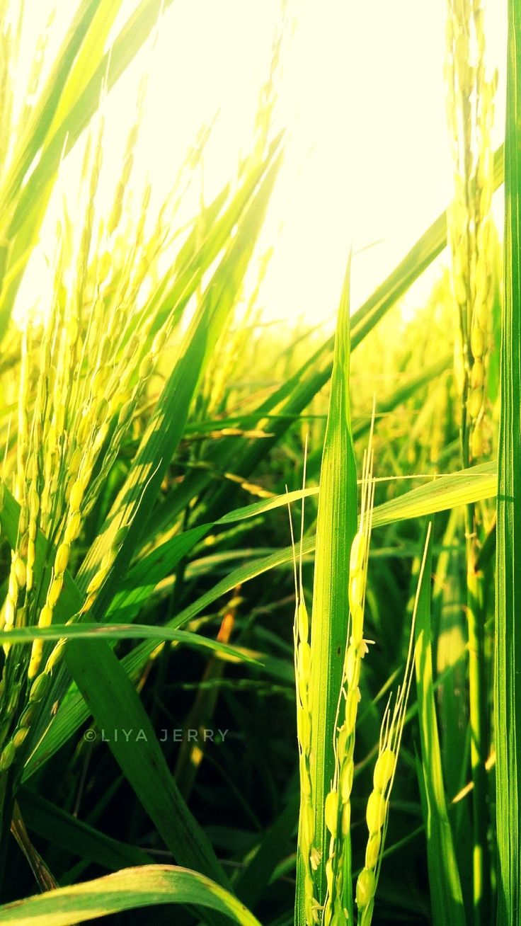 Paddy Field#Kuttanad Scenes#Wallpaper