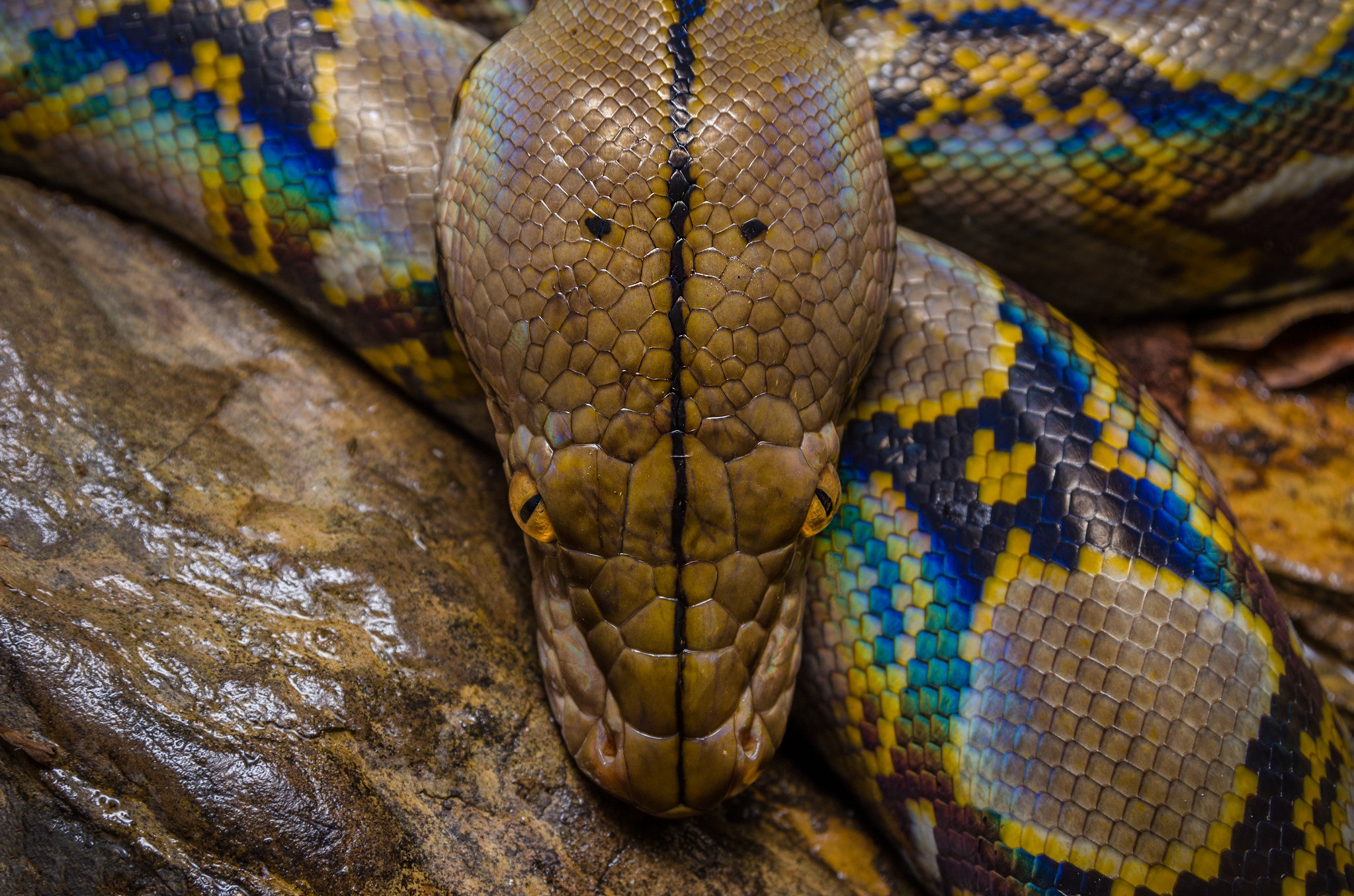 Reticulated python