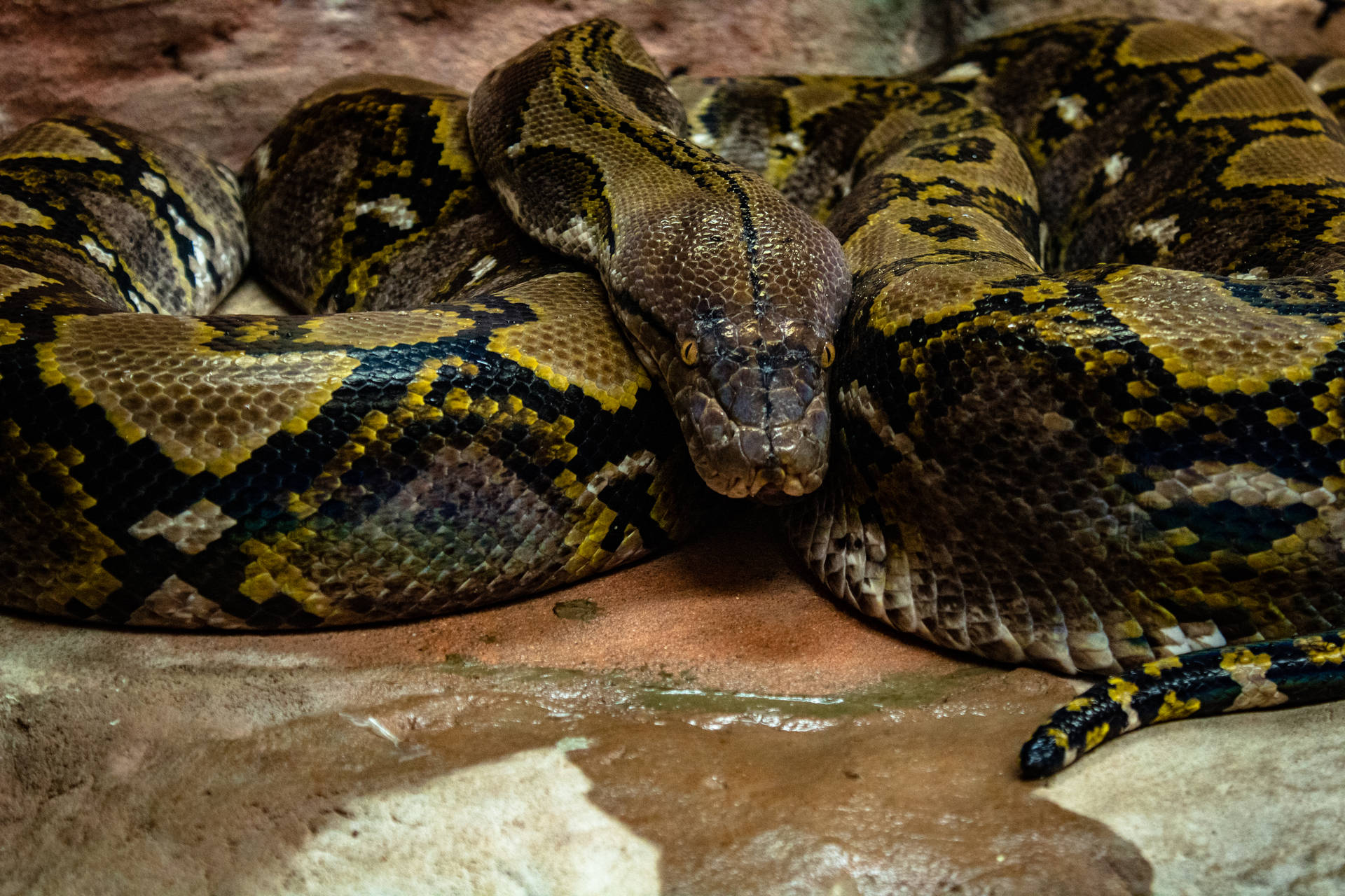 Download free Reticulated Python Snake