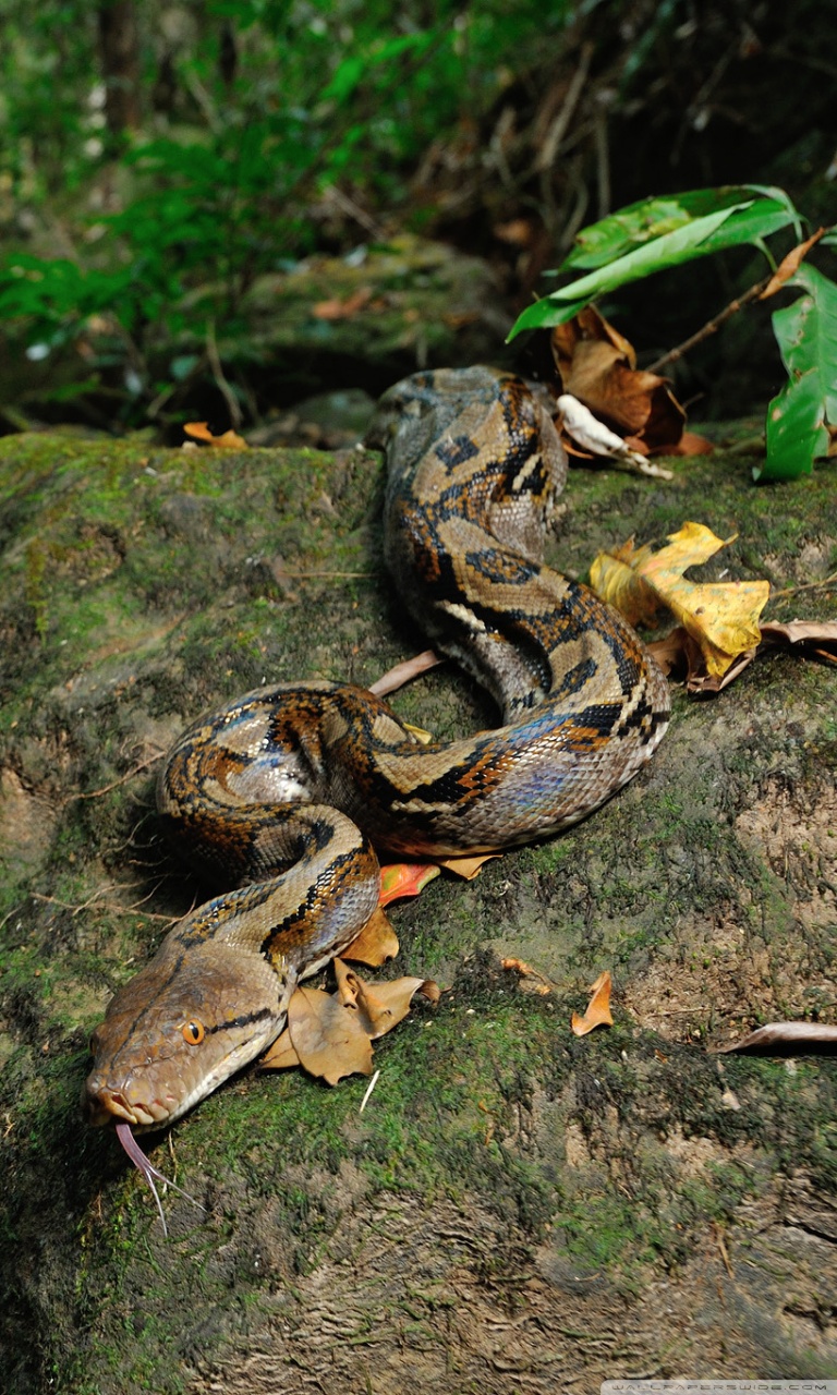 Reticulated Python Snake Ultra HD