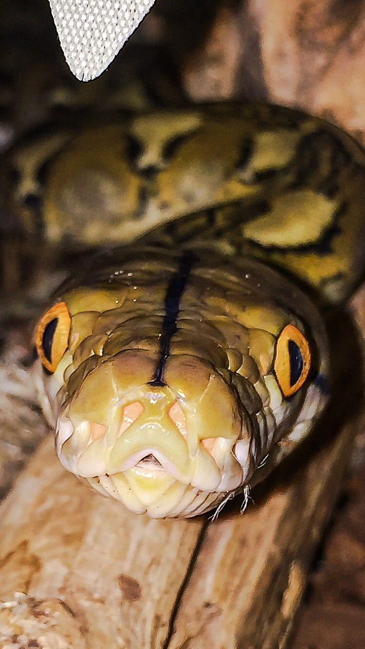 CB15 Java Reticulated Python