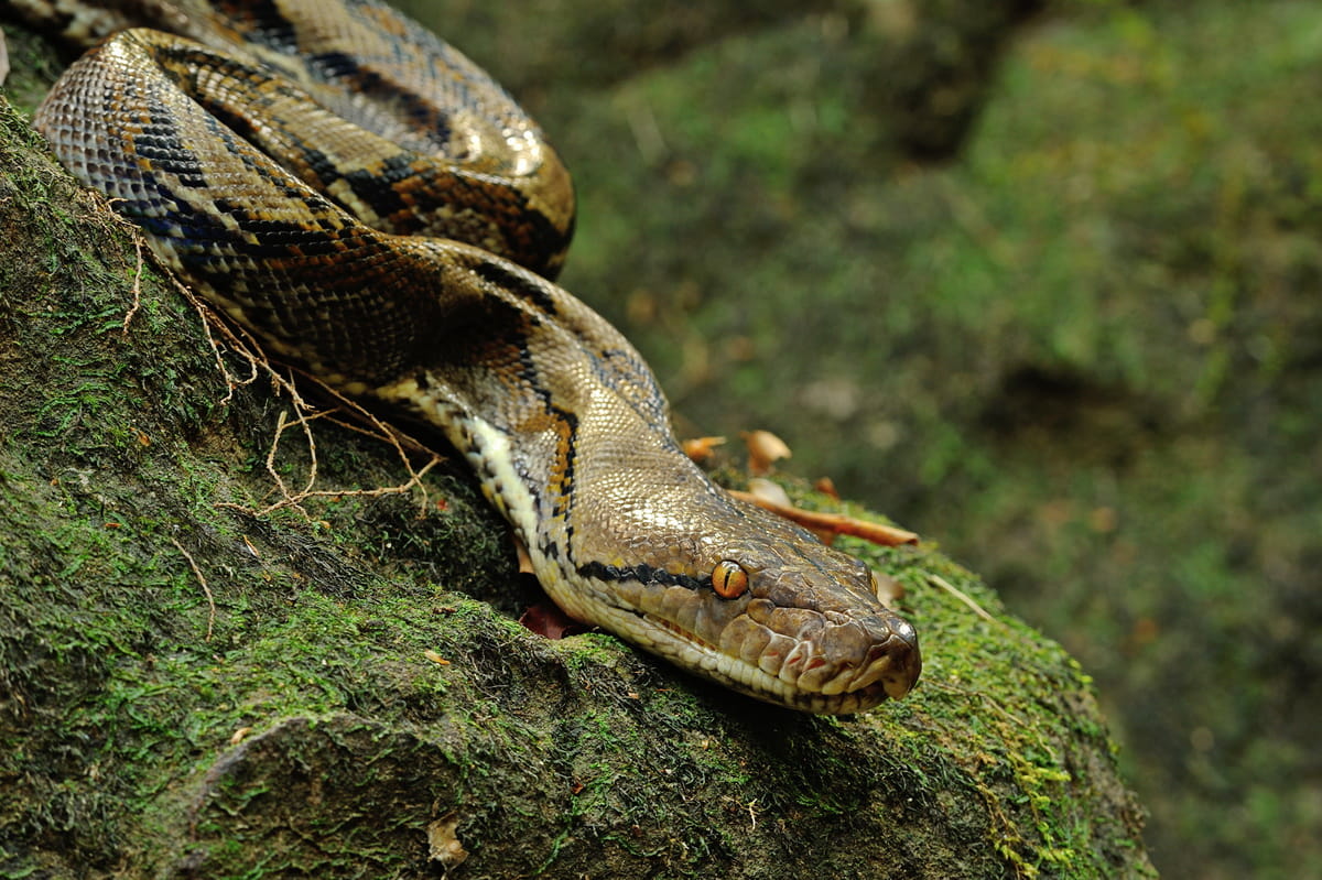 Fun Facts About Reticulated Pythons