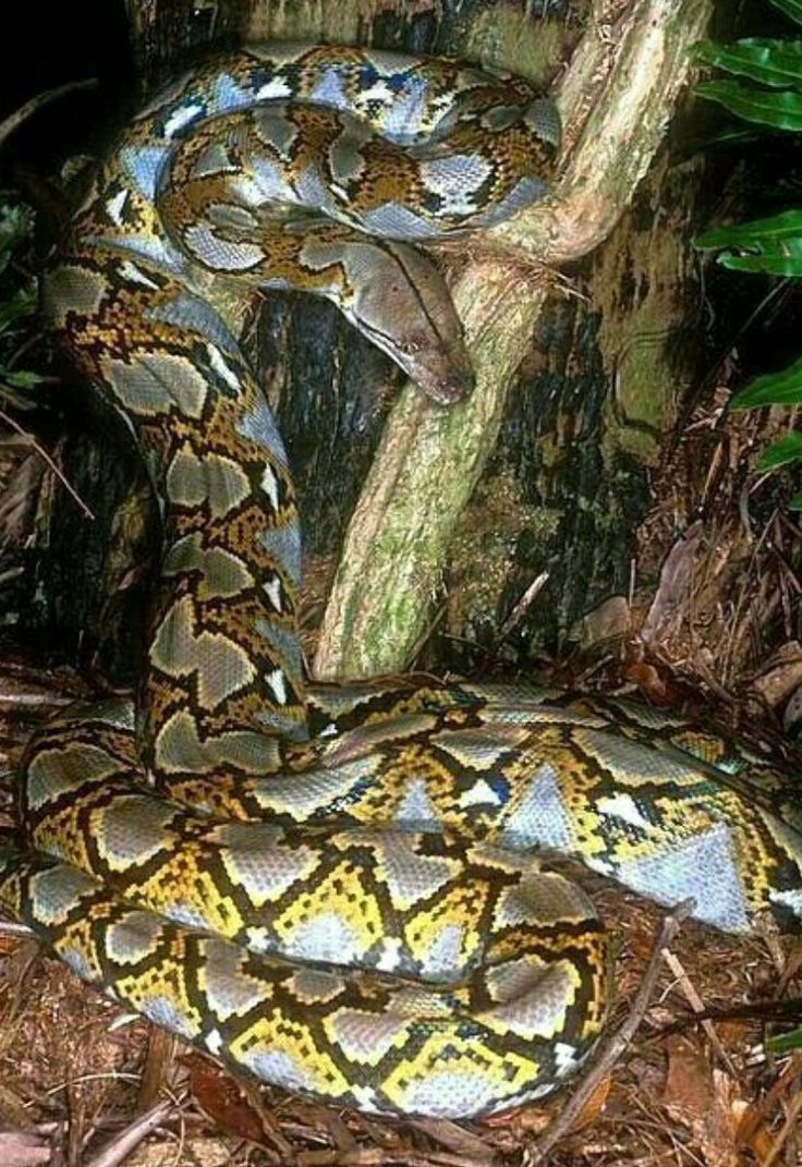 Snake, Reticulated python, Reptiles