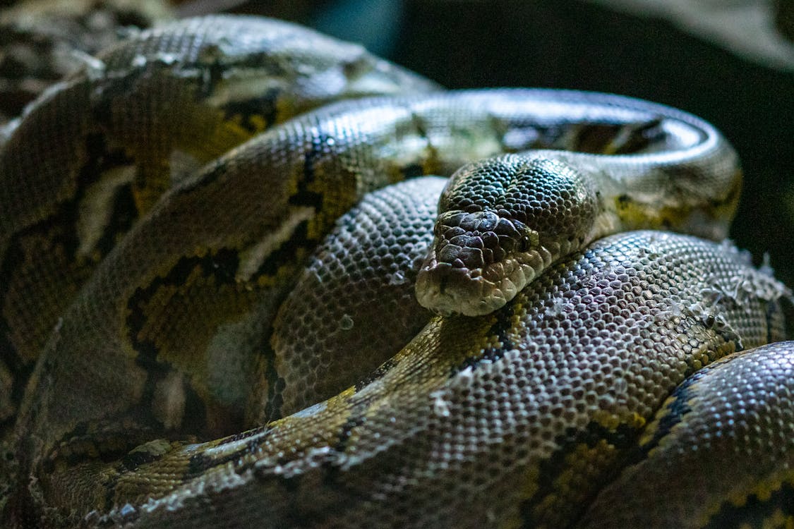 Python Snake · Free