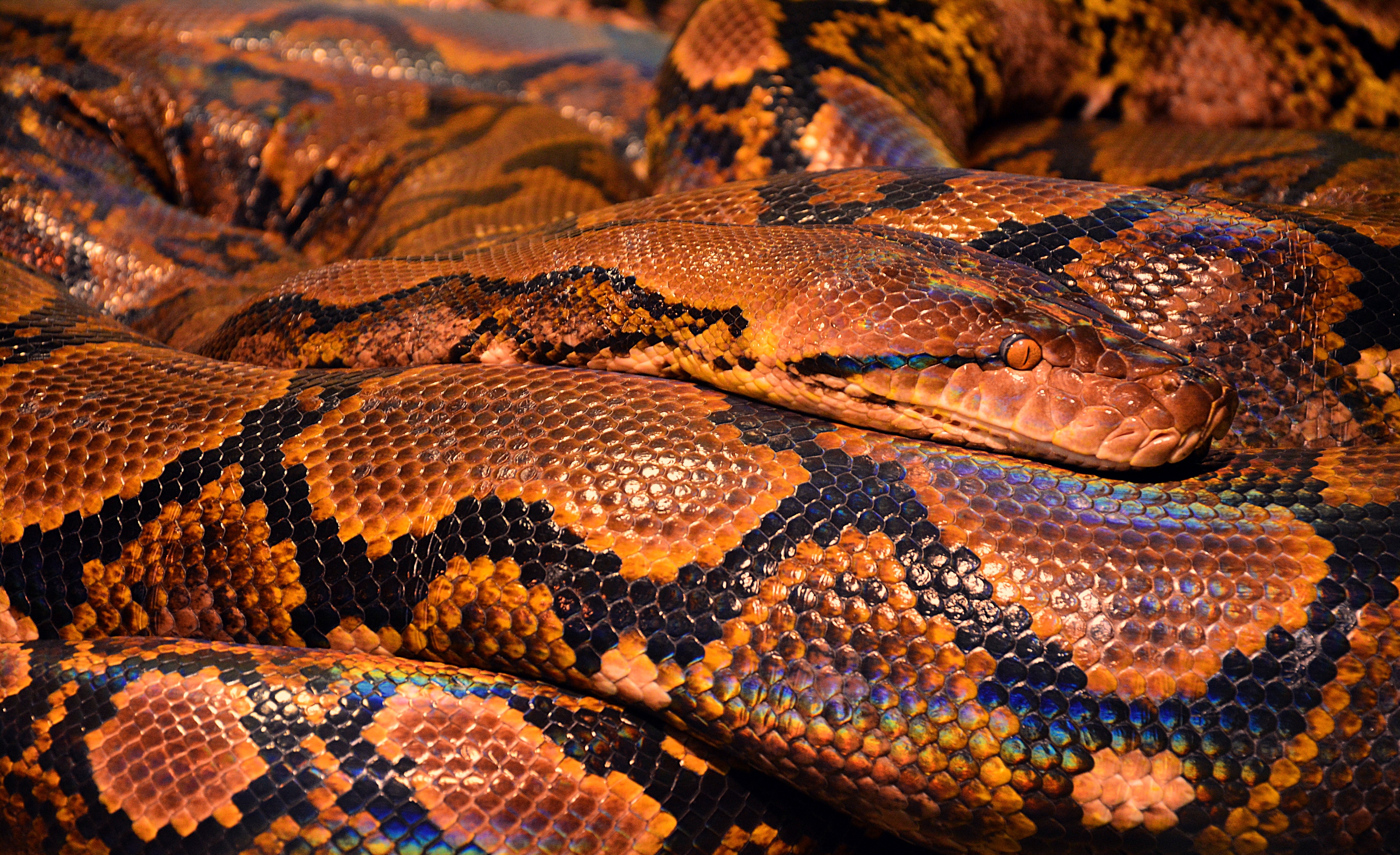 Animal Python 4k Ultra HD Wallpaper