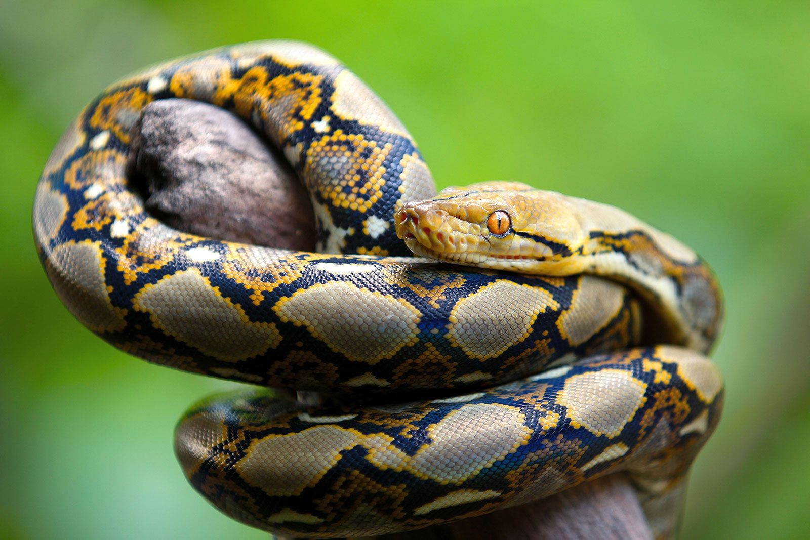 Reticulated python
