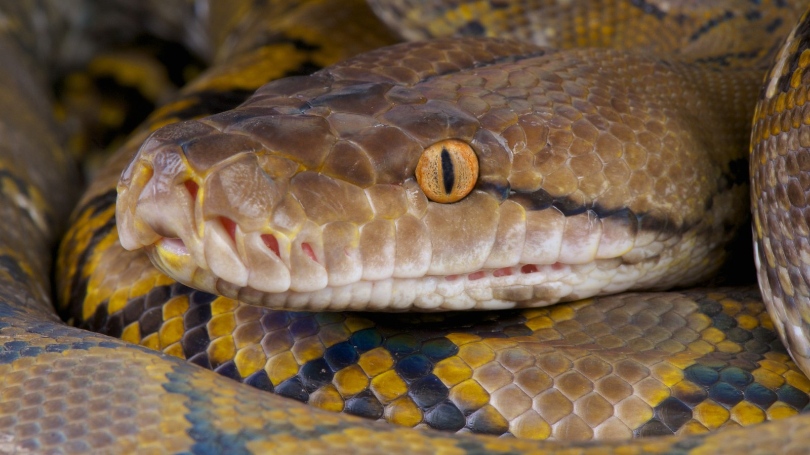 Neighbors Pet Python That Can Eat Cats