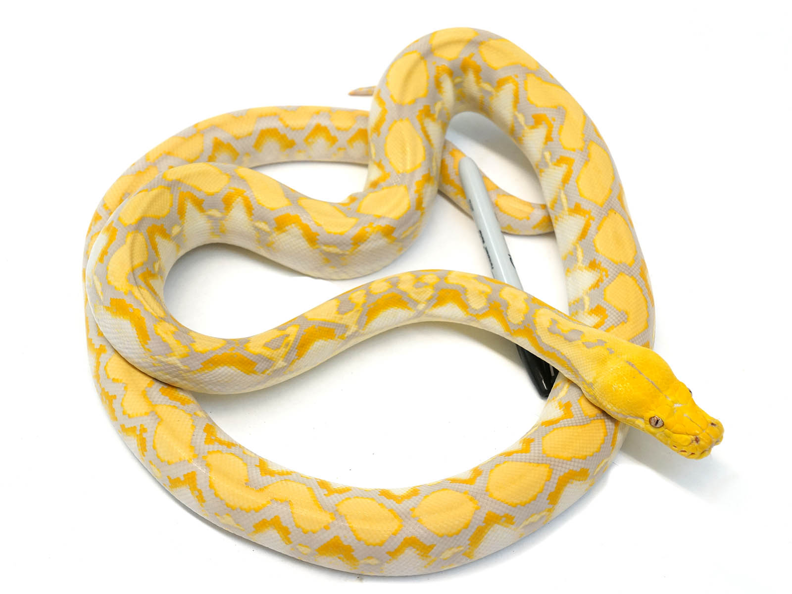 Male Citrus Lavender Reticulated