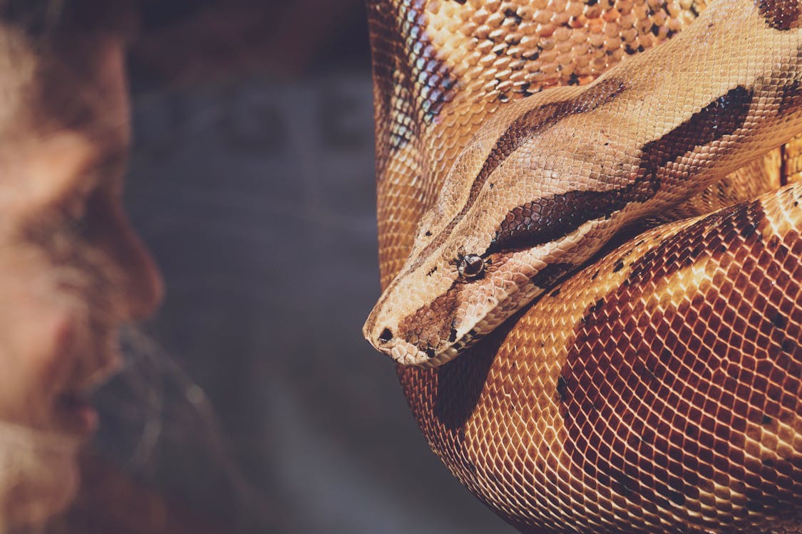 Reticulated Python · Free