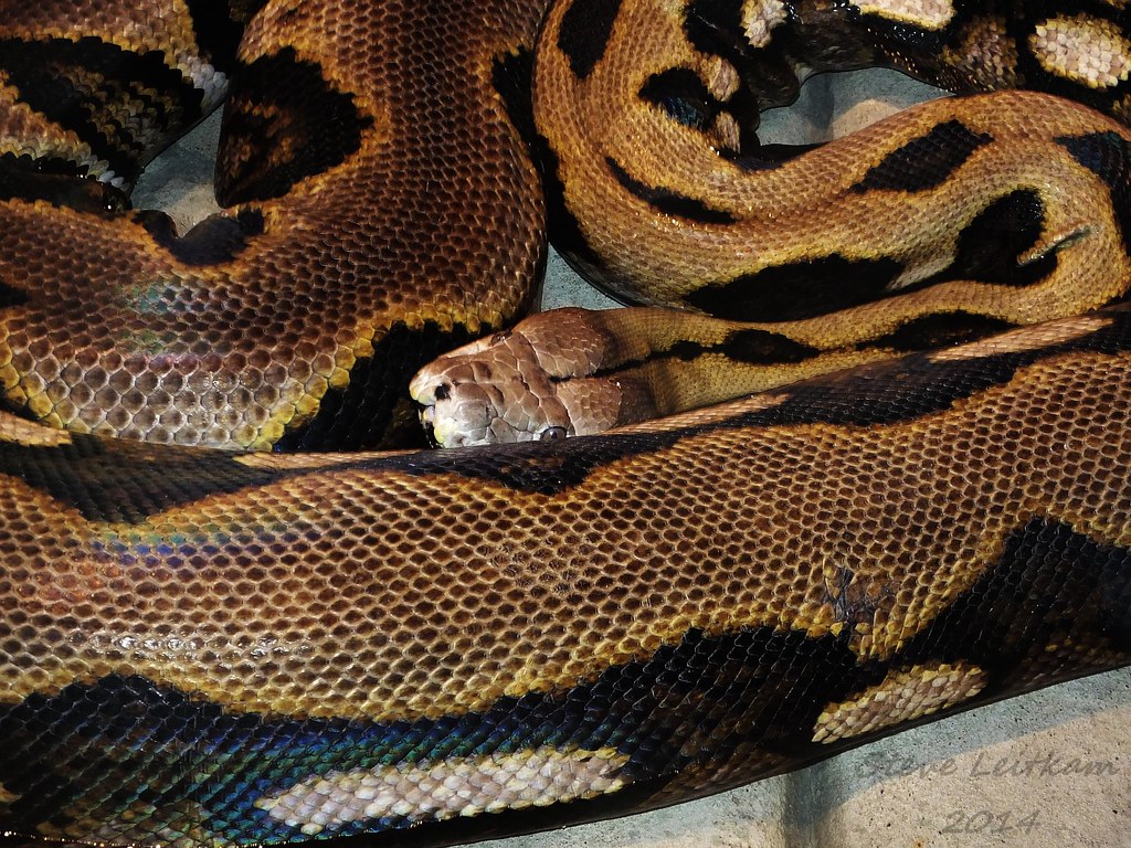Reticulated python