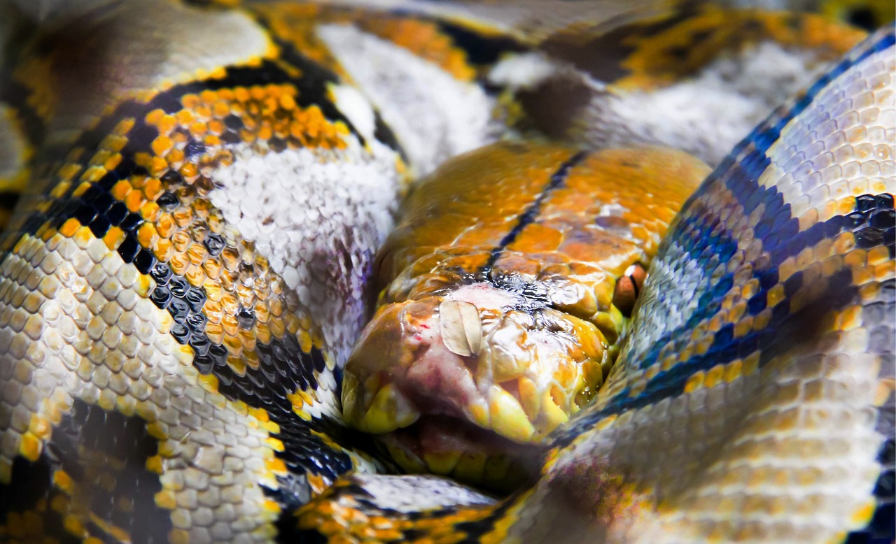 Reticulated Python & Python Image