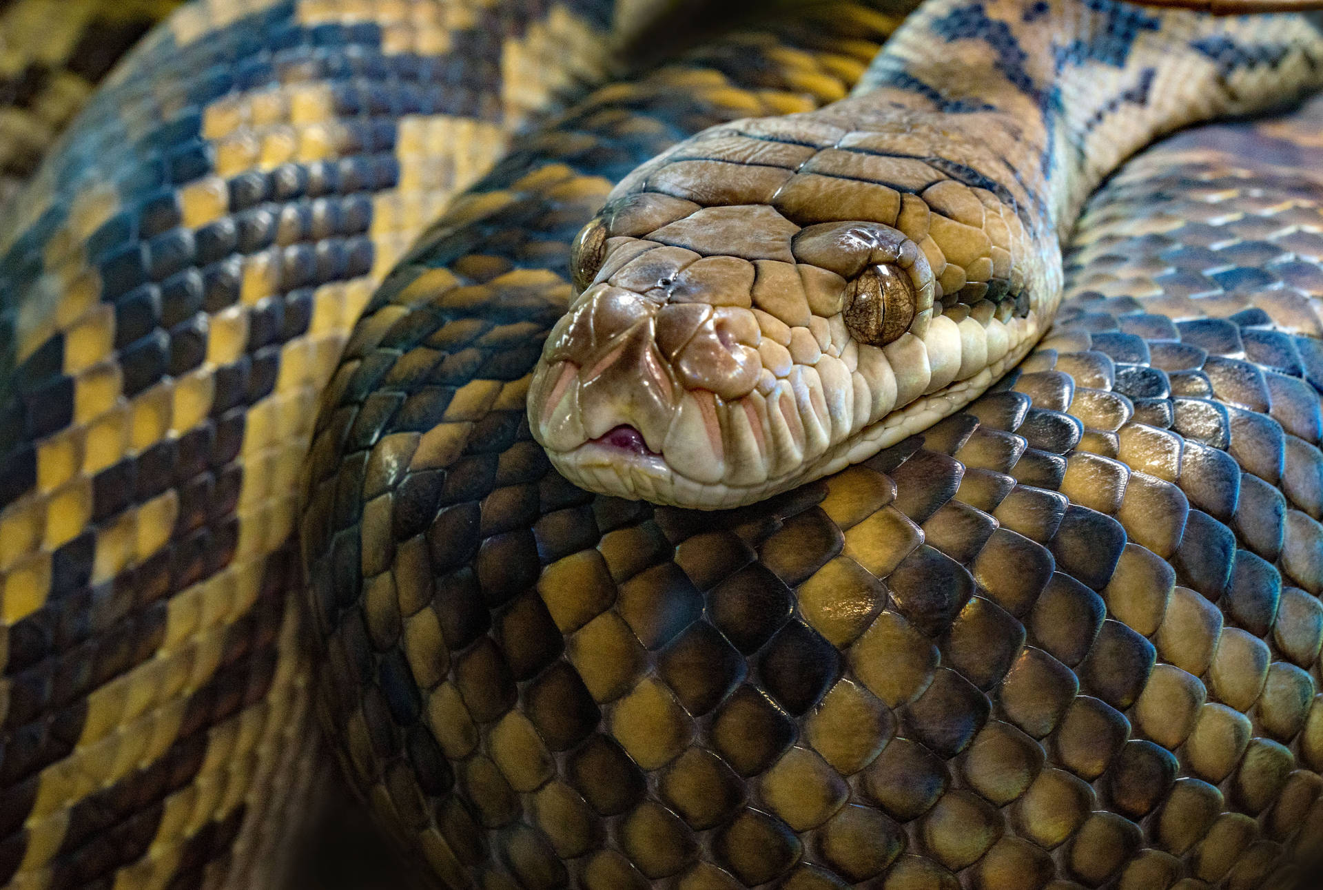 Download free Amethystine Python Snake