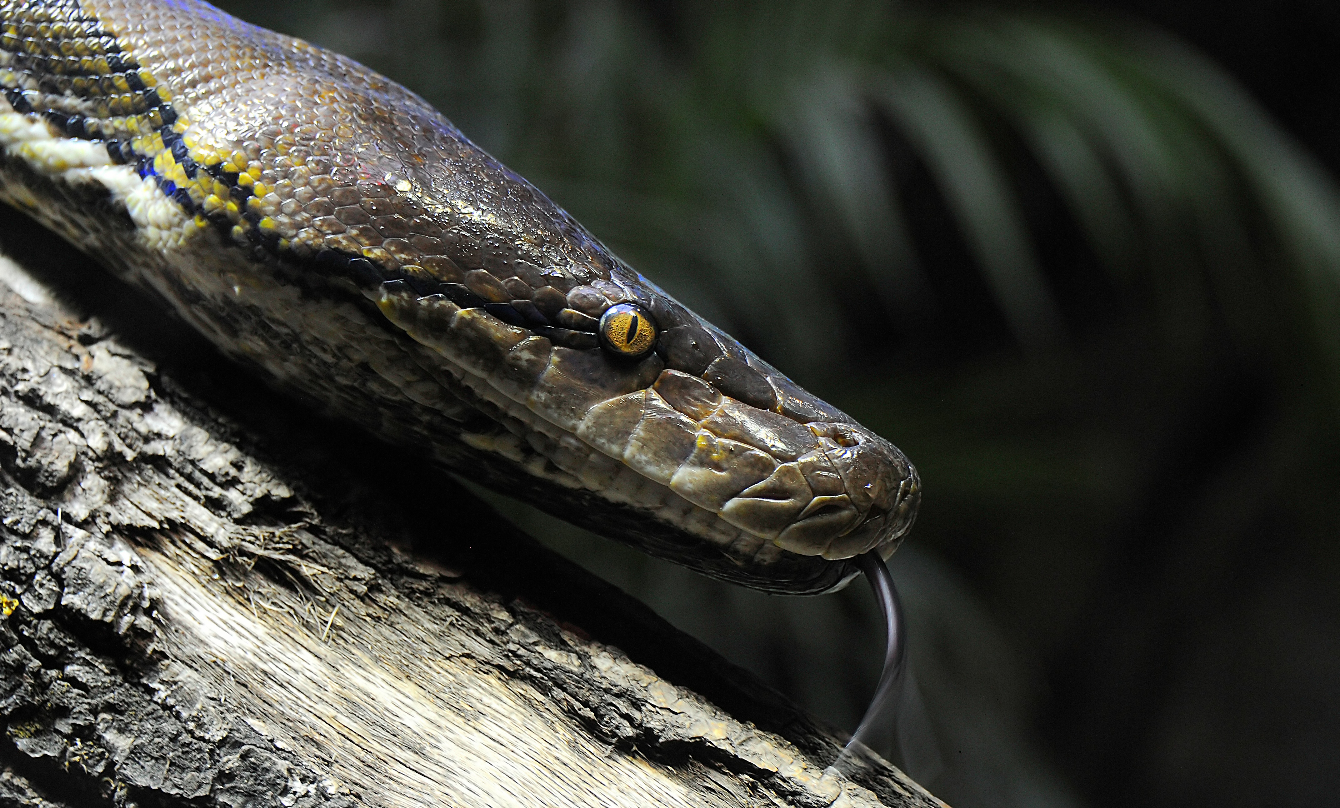 Animal Snake 4k Ultra HD Wallpaper