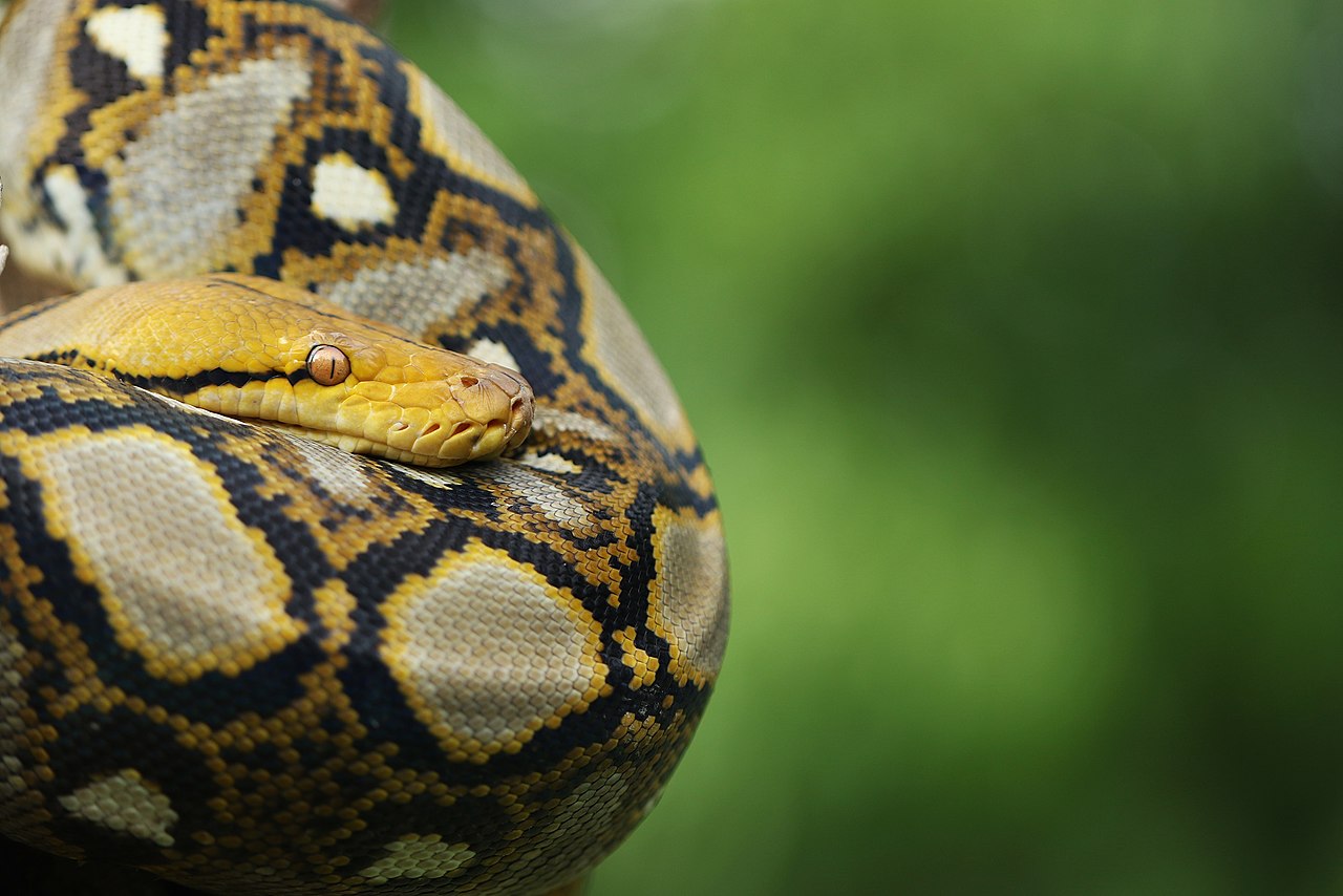 Reticulated