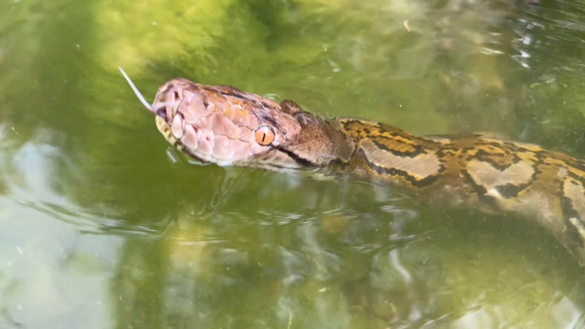 Reticulated Python. The Urban Rescue