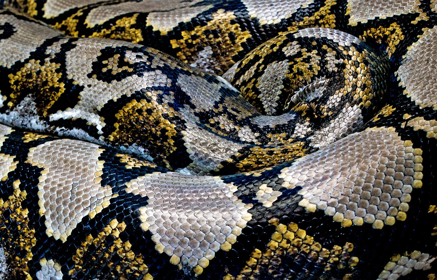 RETICULATUS PYTHON. Photo