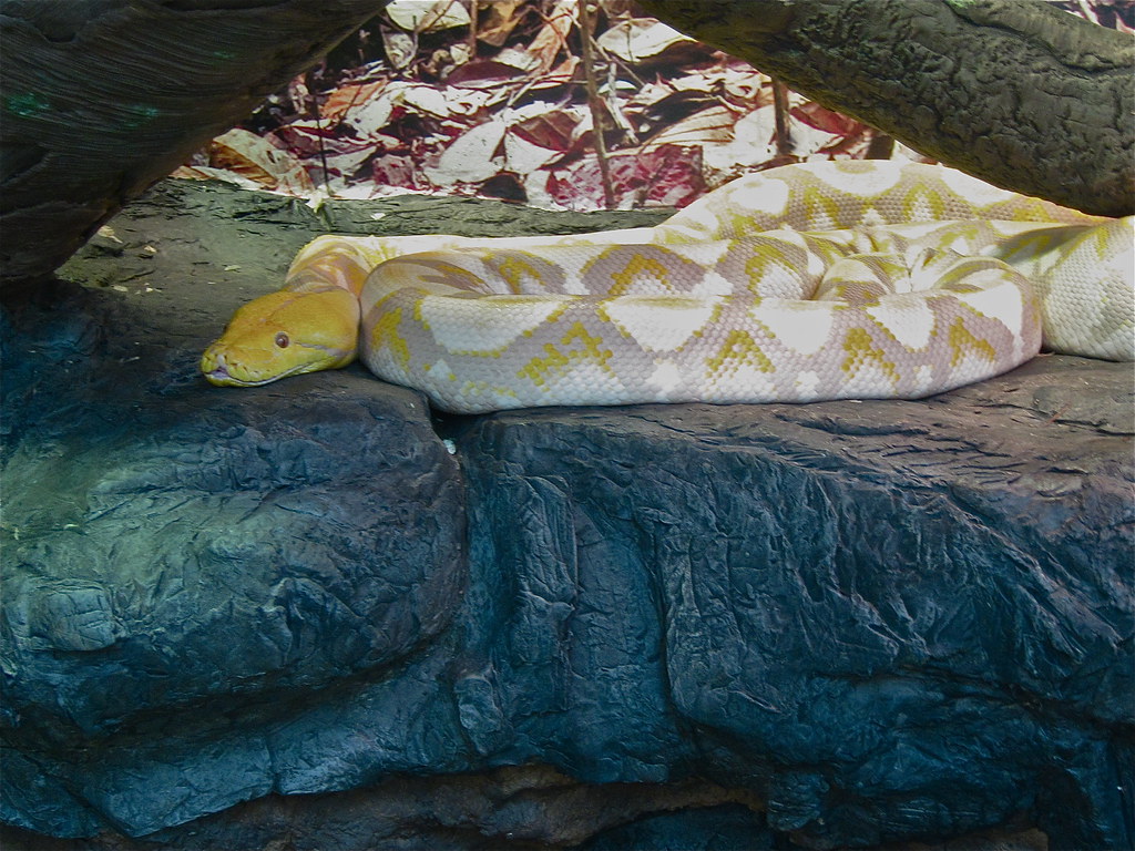 Albino Reticulated Python*. TAXONOMY