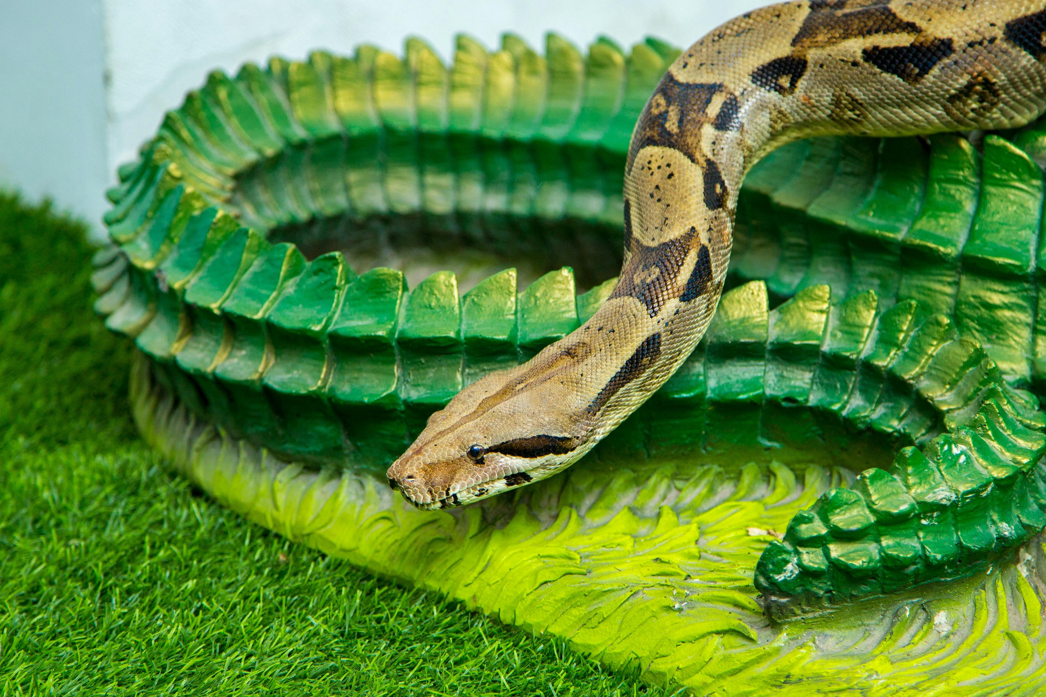 Reticulated Python · Free