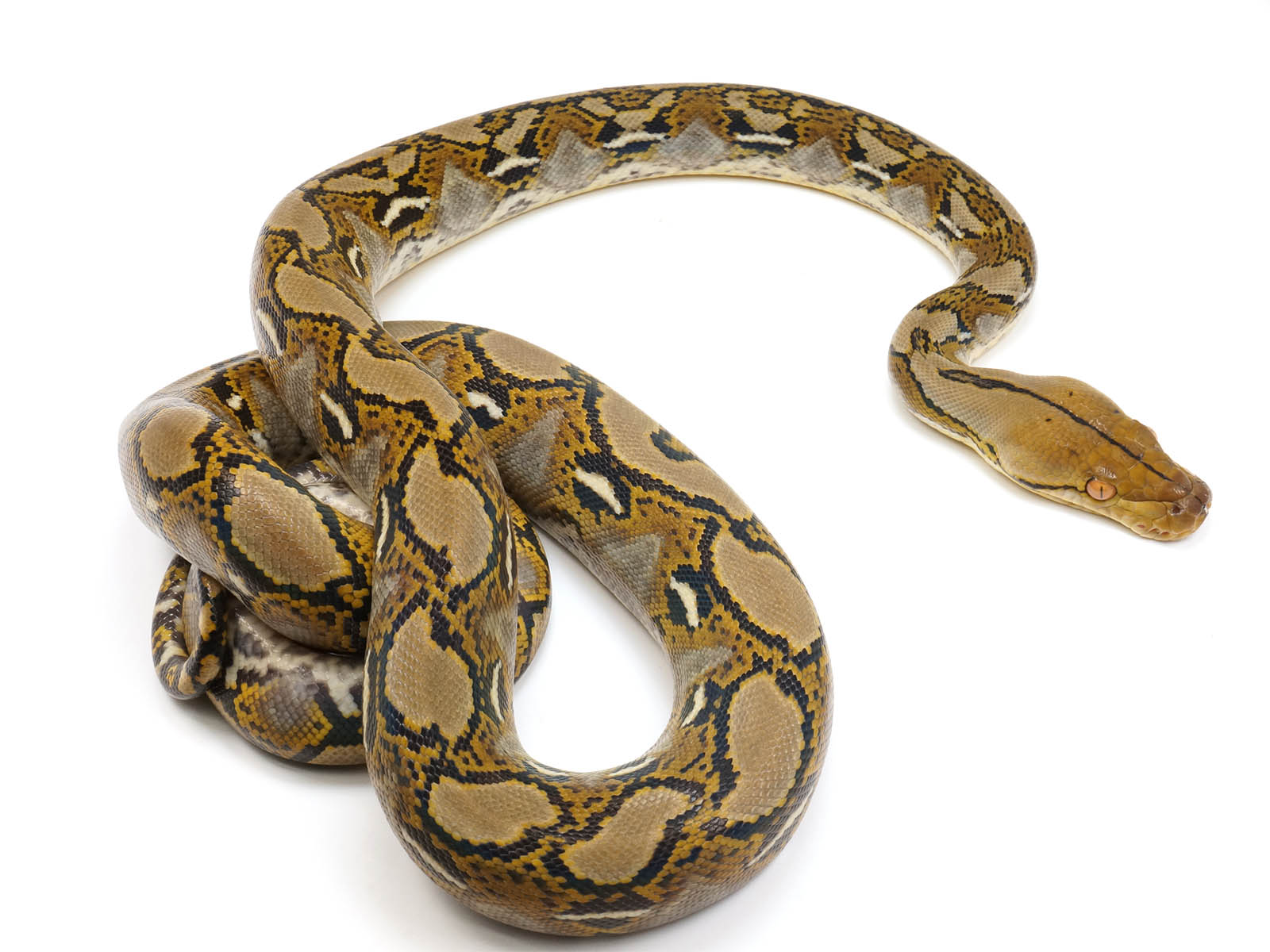 Het Caramel Reticulated Python