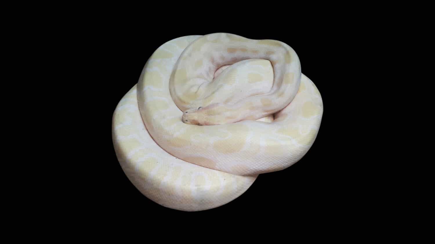 Cow Reticulated Python Animal Facts