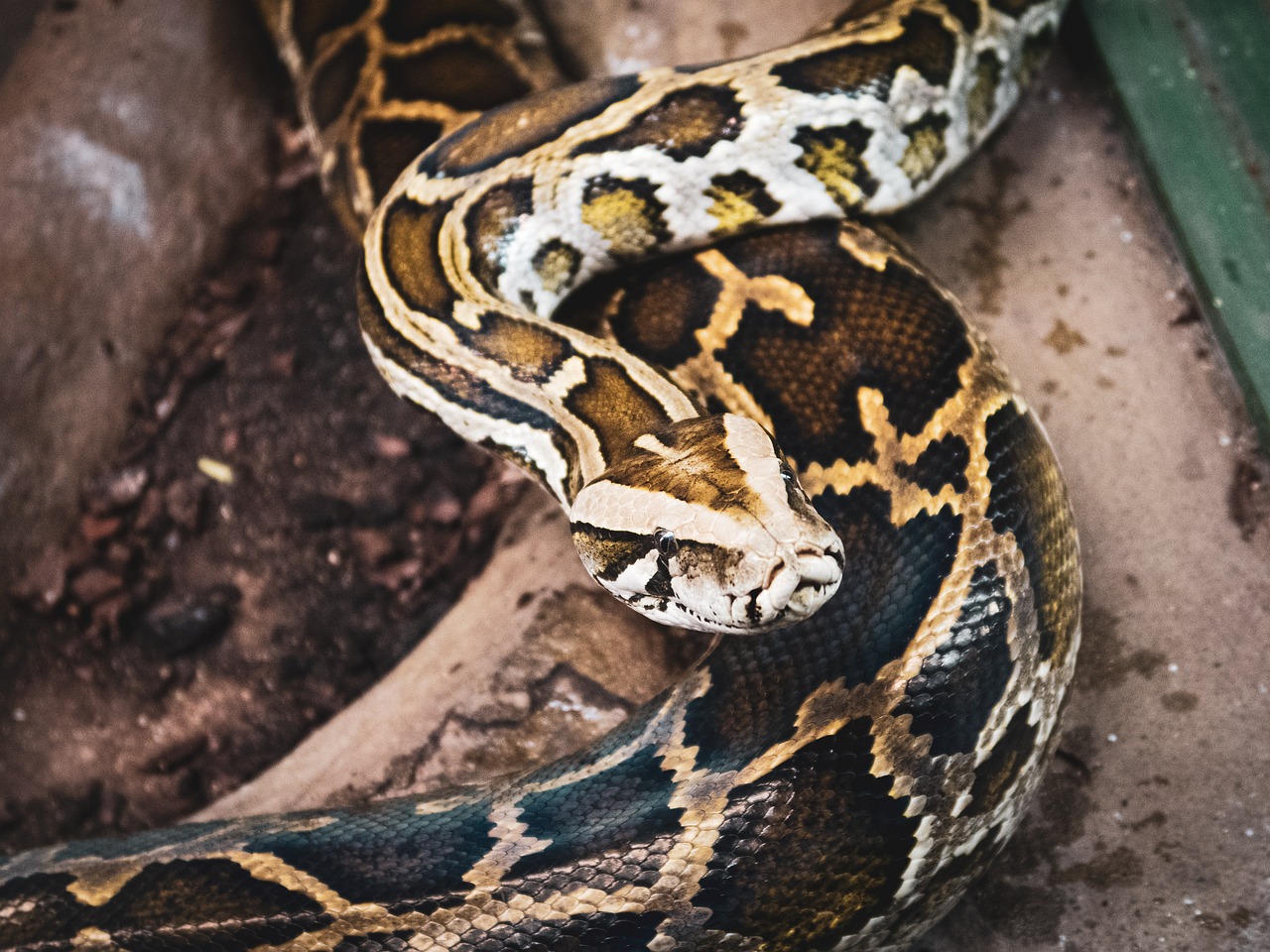 Reticulated Python Snake photo