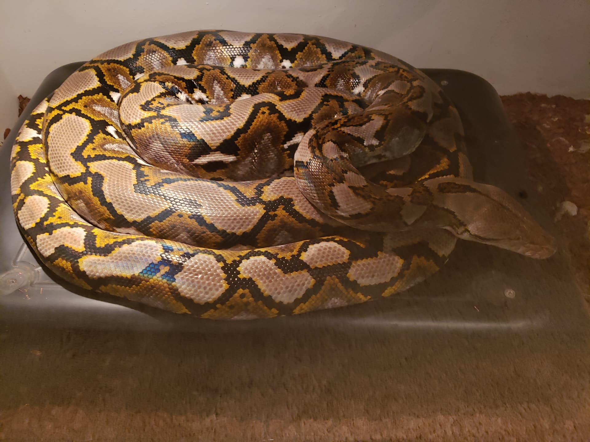 Reticulated python