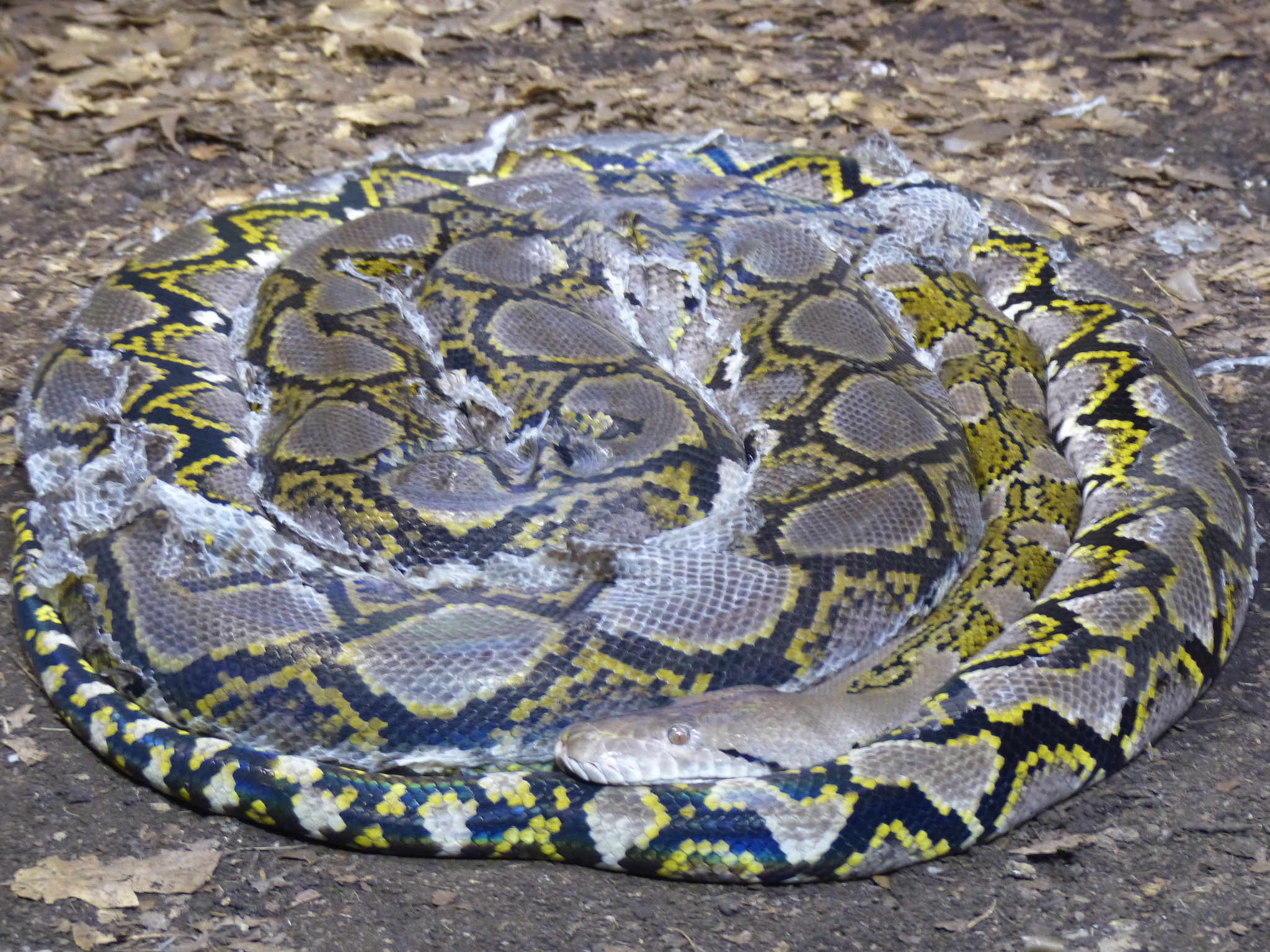 Photos of Greater Reticulated Python