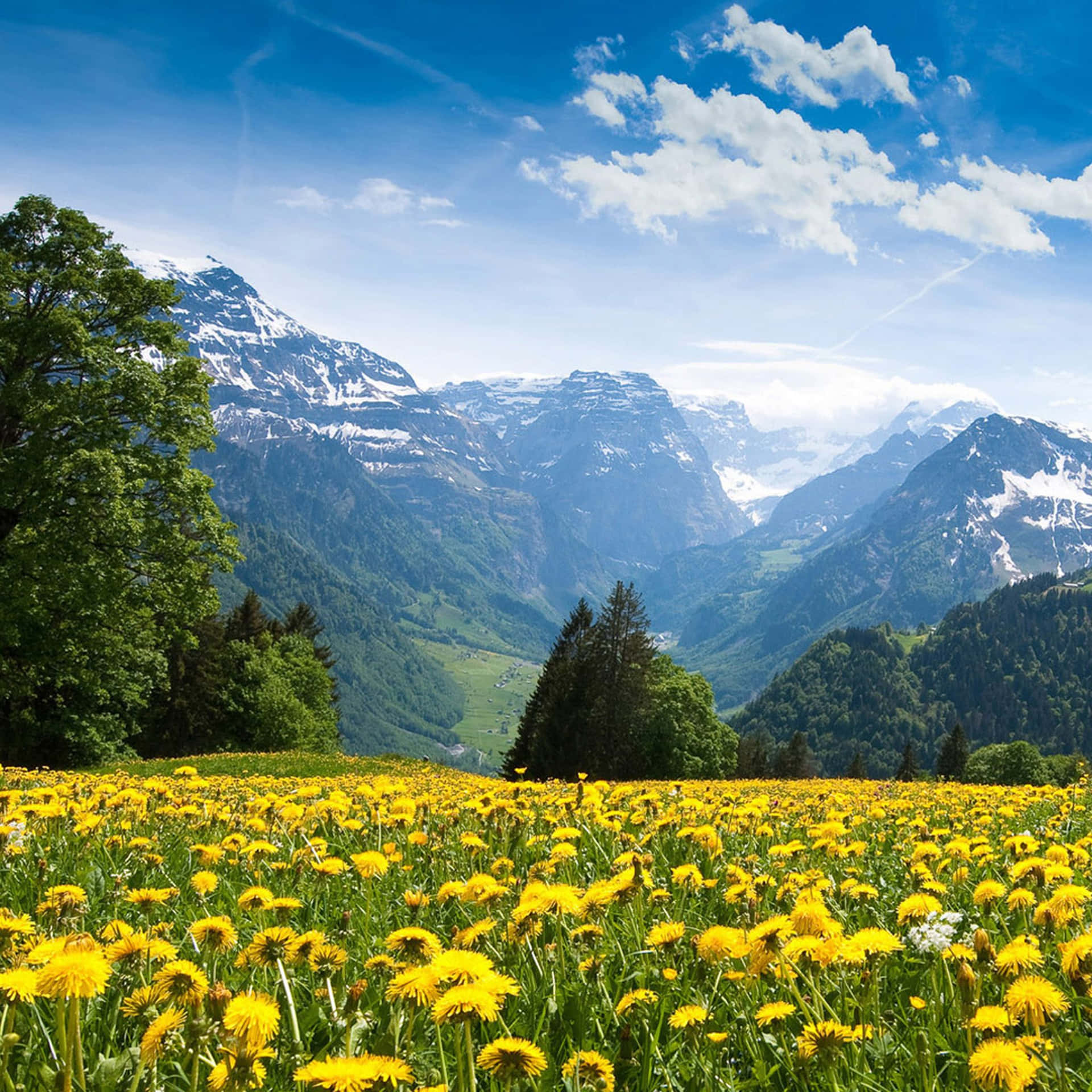 Spring iPad Wallpaper