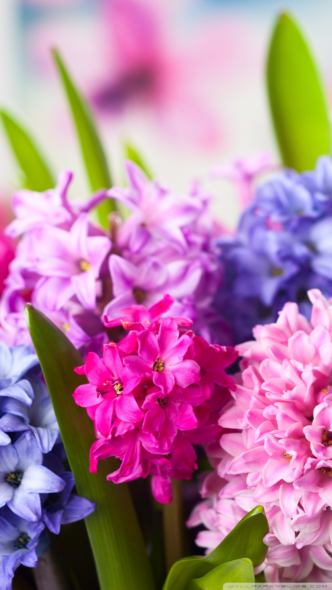 Colorful Spring Flowers Ultra HD