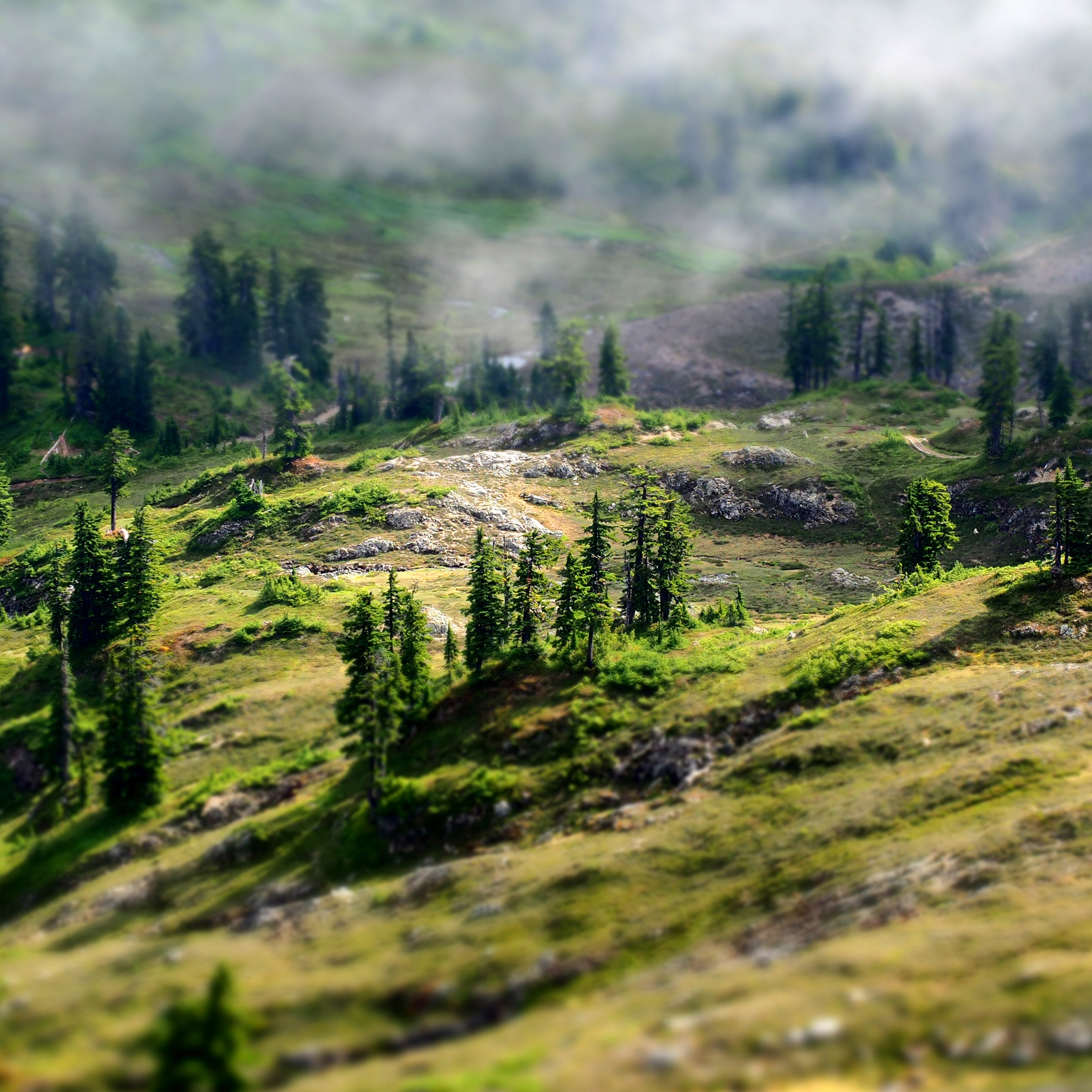 Mountain Country Spring Forest