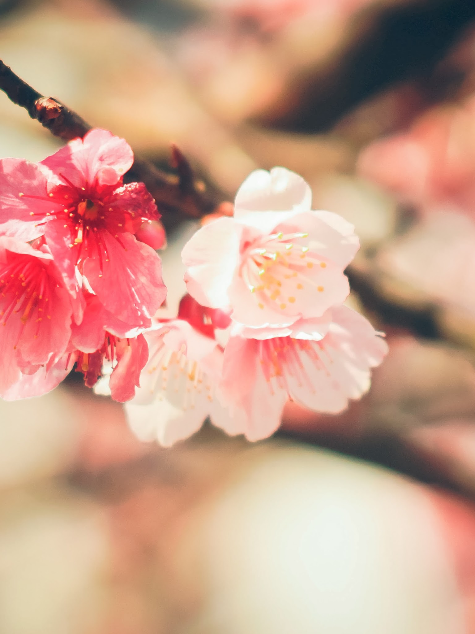 Beautiful White Pink Flowers Nature 4K