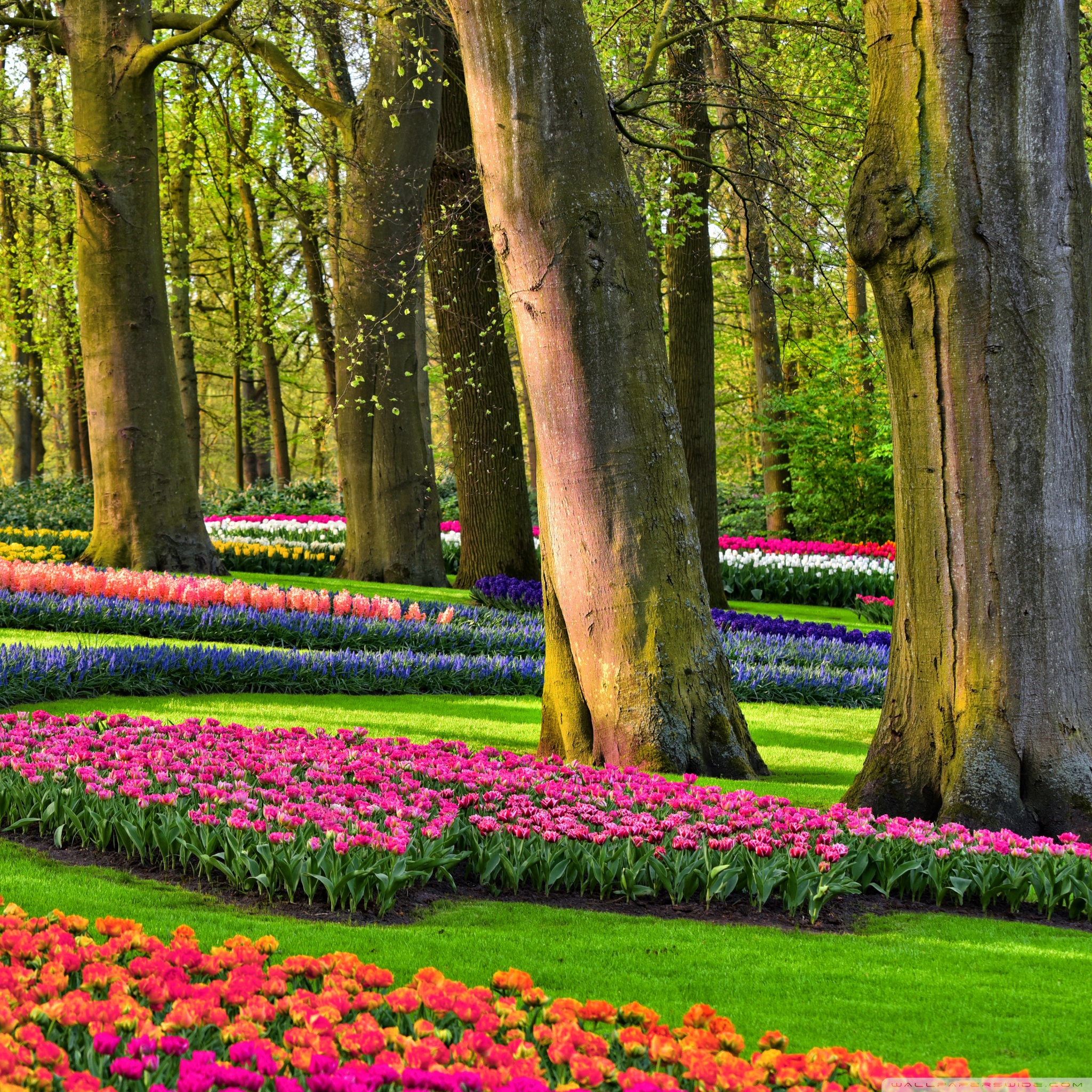 Desktop Background Wallpaper