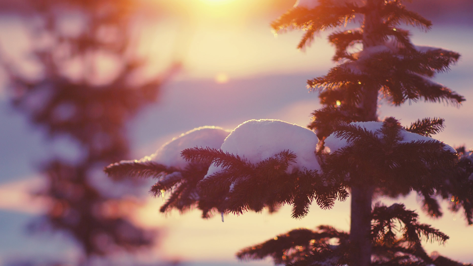 Nature Winter HD Wallpaper