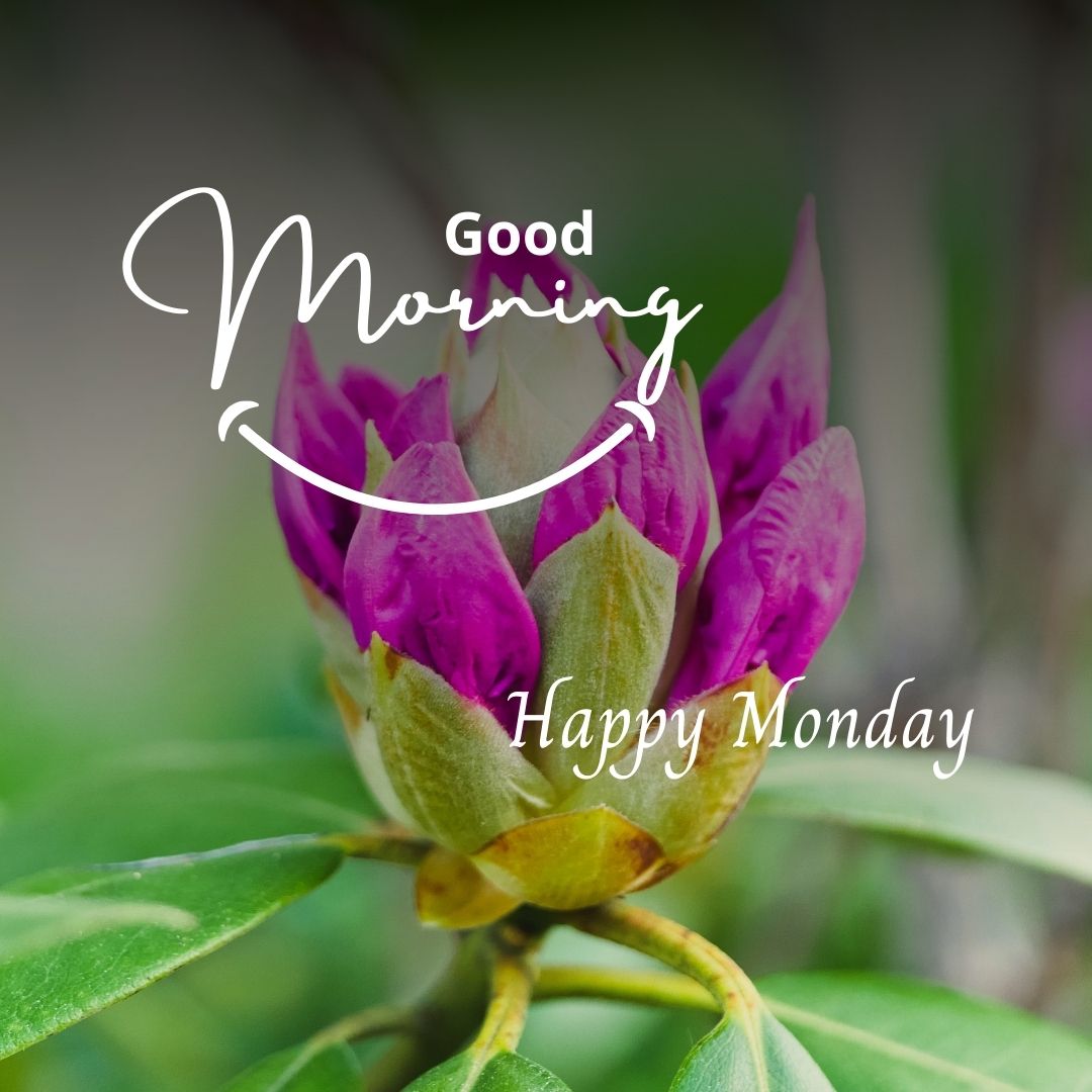 ᐅGood Morning Happy Monday Image