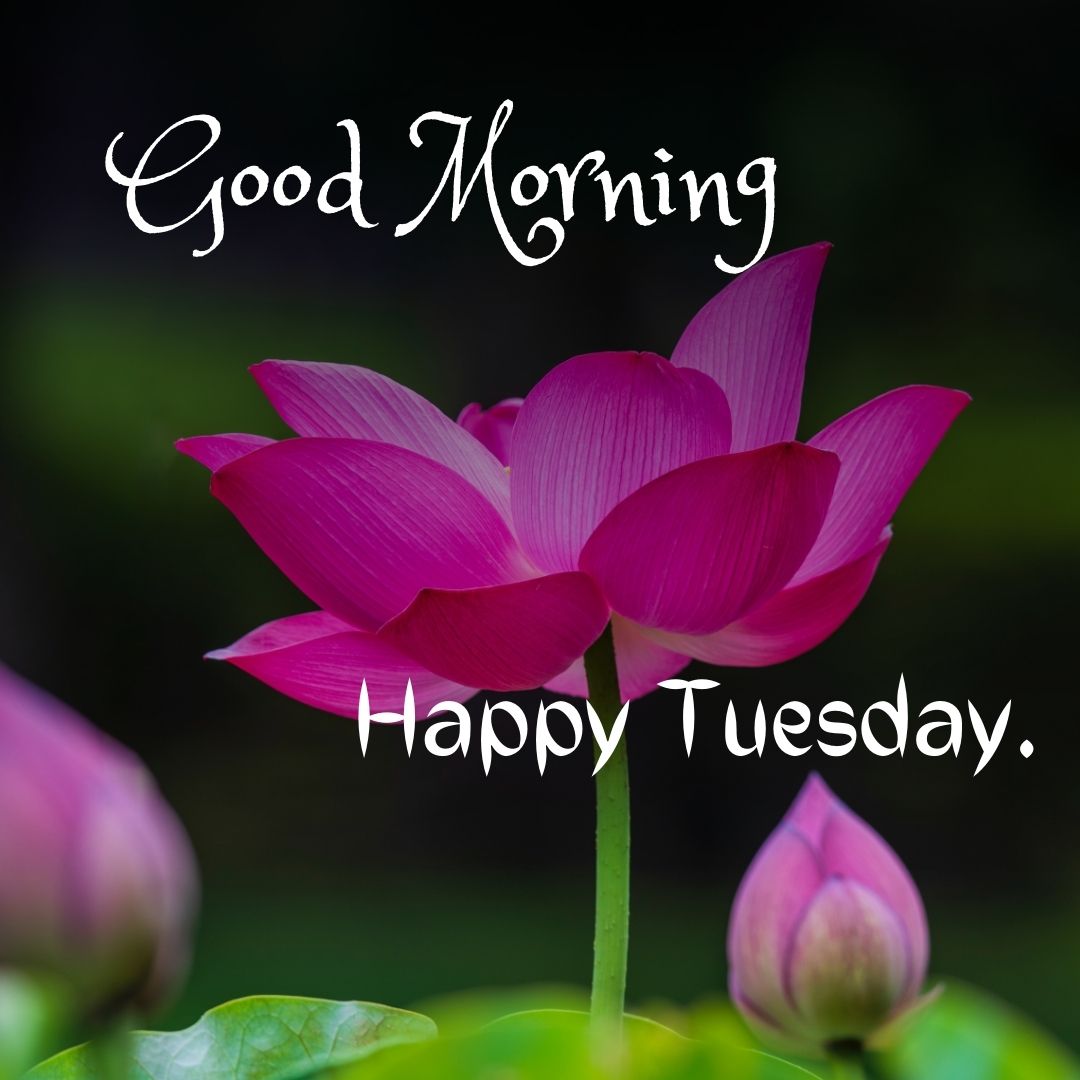 Good Morning Happy Tuesday Image HD