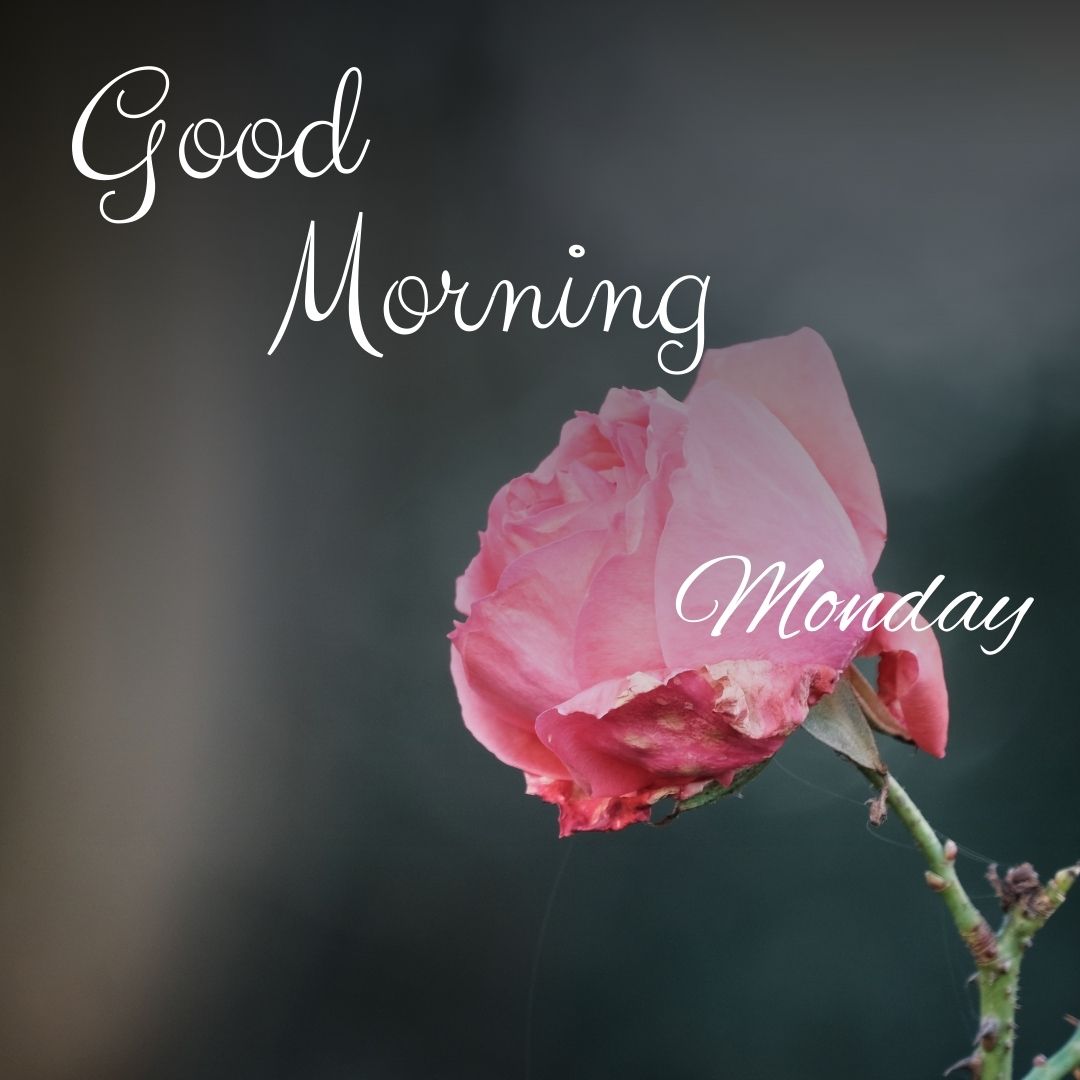 ᐅGood Morning Monday Image