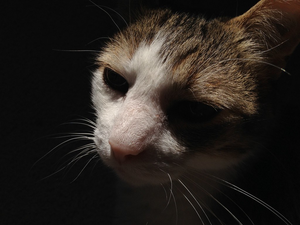 Emo Cat. I took this photo under