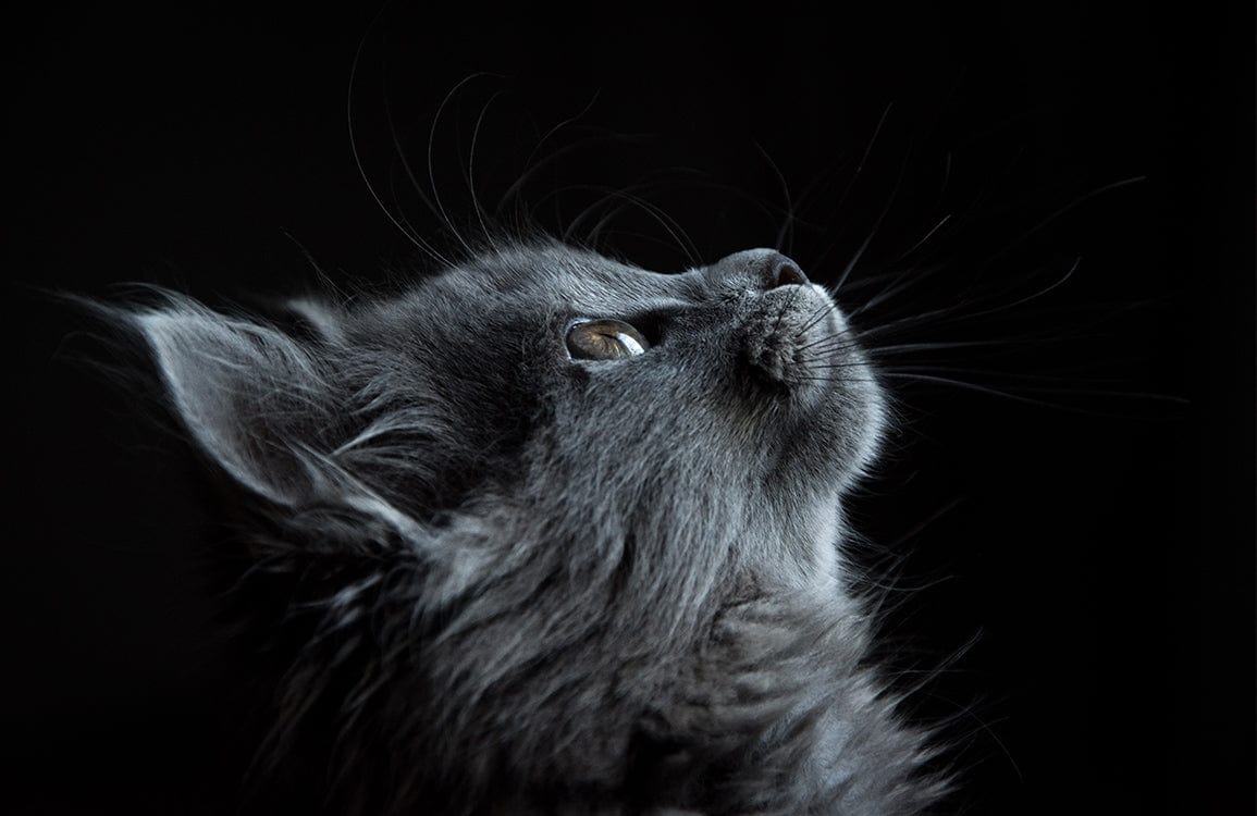 Cute Gray Cat Wallpaper Mural. Ever