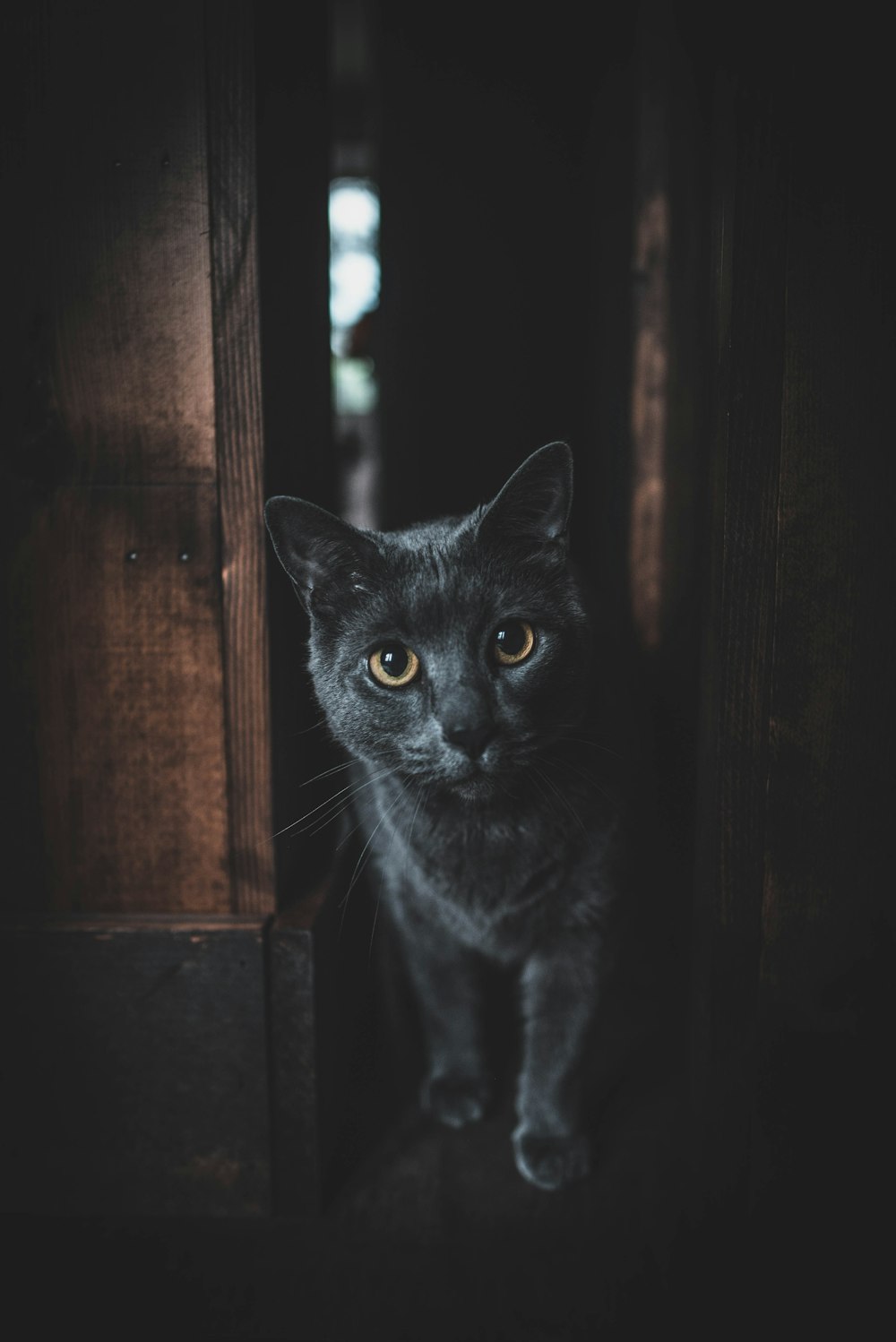 Dark Cat Picture. Download Free