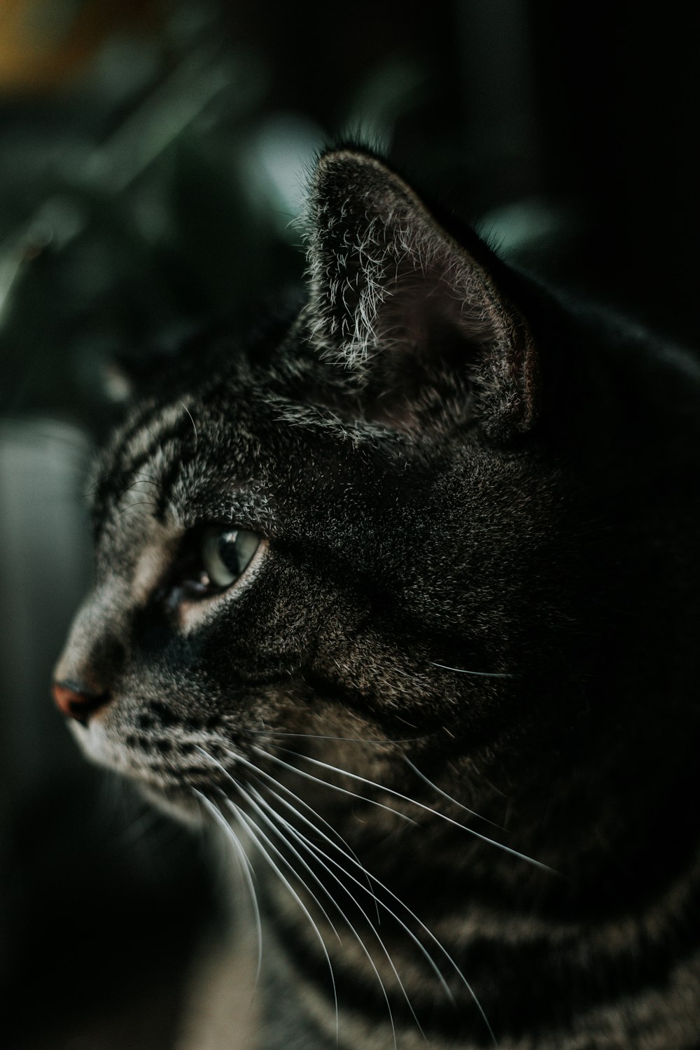 Dark Cat Picture. Download Free