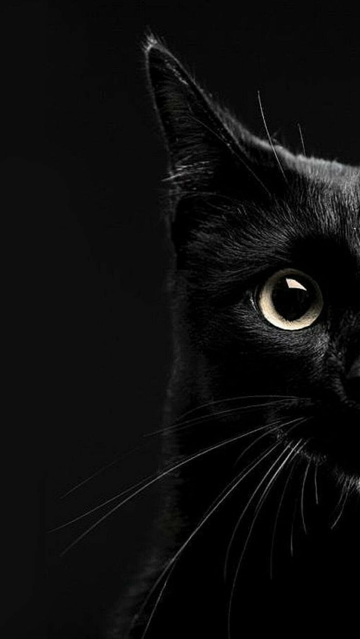 Dark Cat Wallpaper. iPhone wallpaper