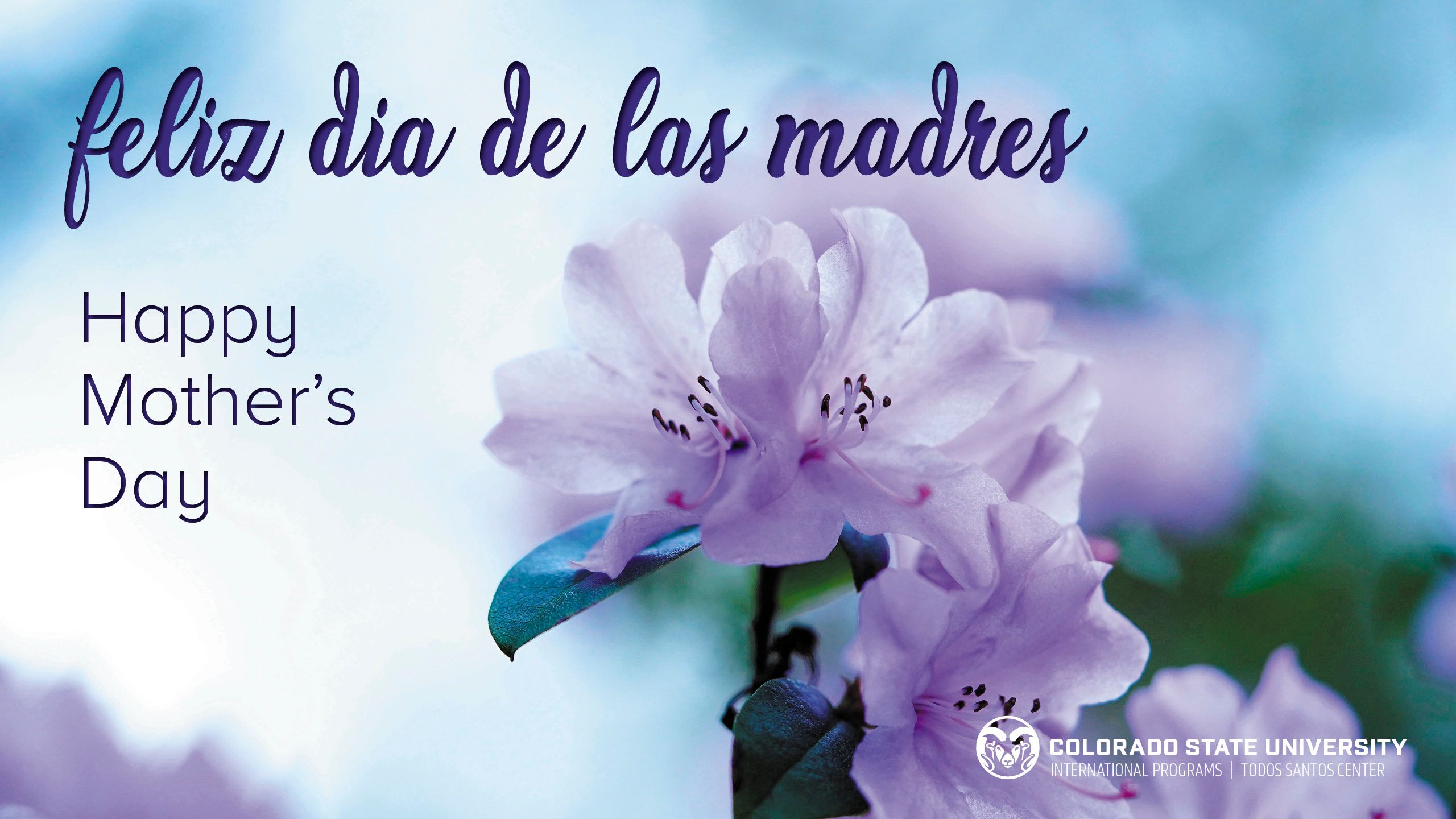 CSU Int'l Programs de Las