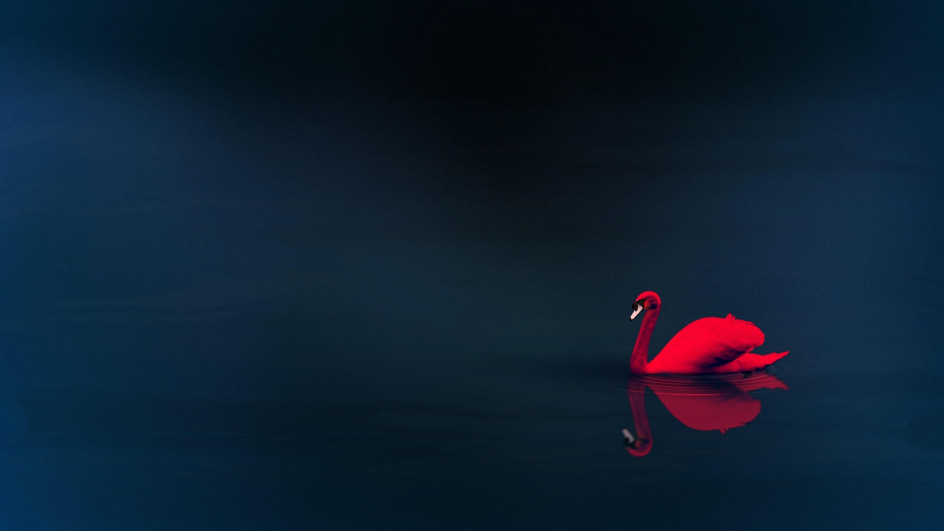 Swan 4k Wallpaper, HD Birds Wallpaper